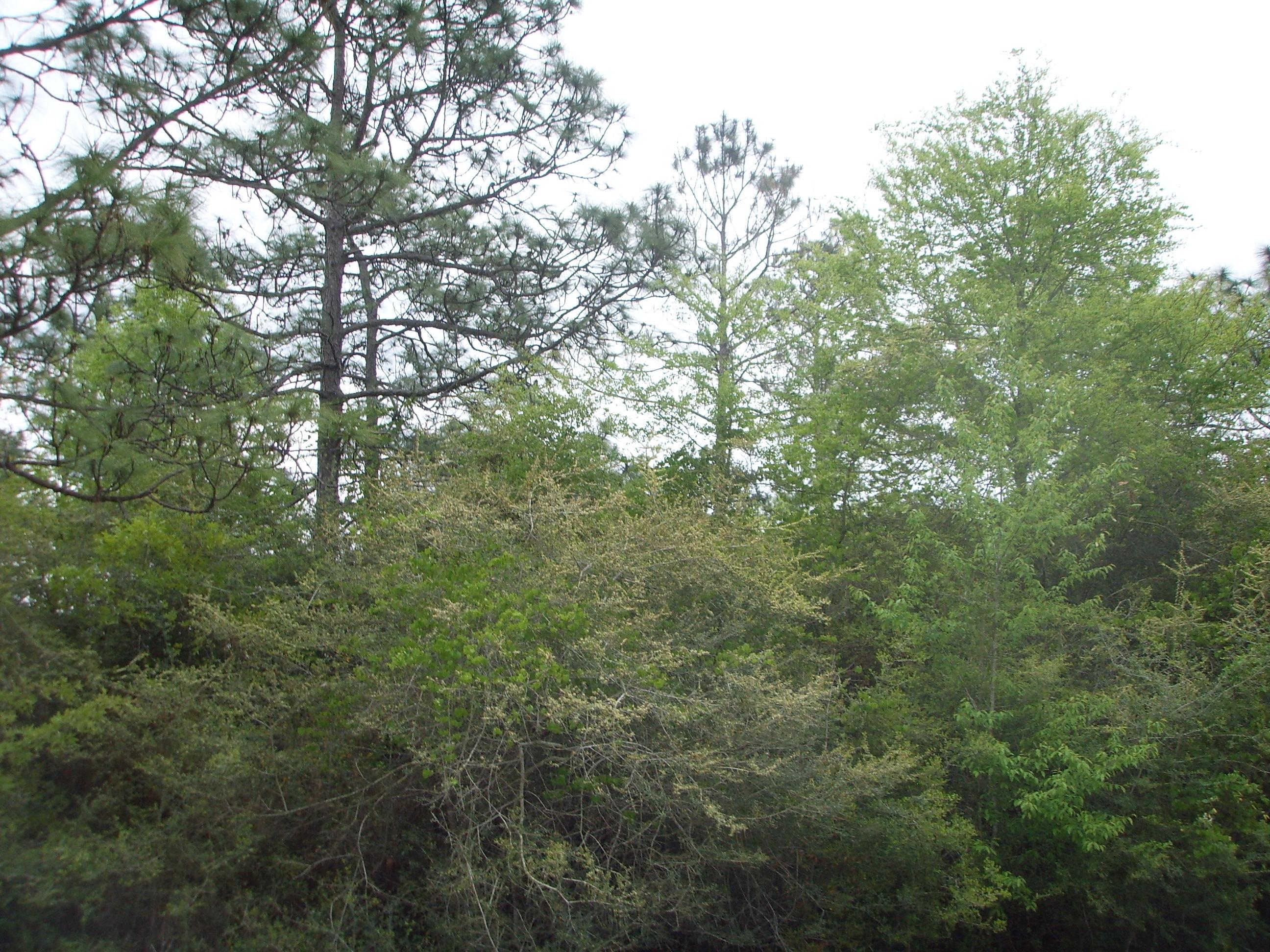 QUAIL RIDGE EST LAKES ADN - Land