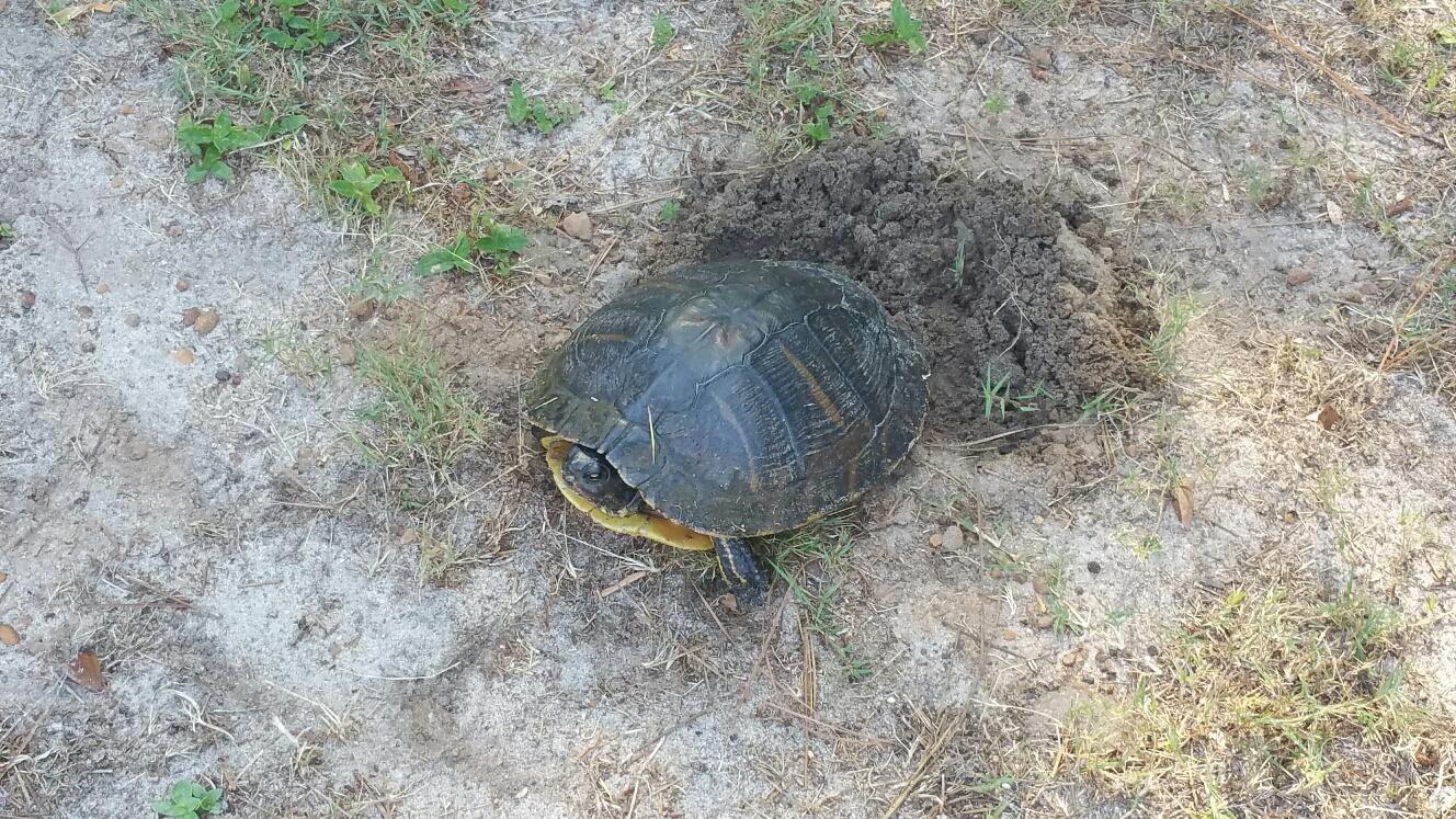 Marina Village - Land