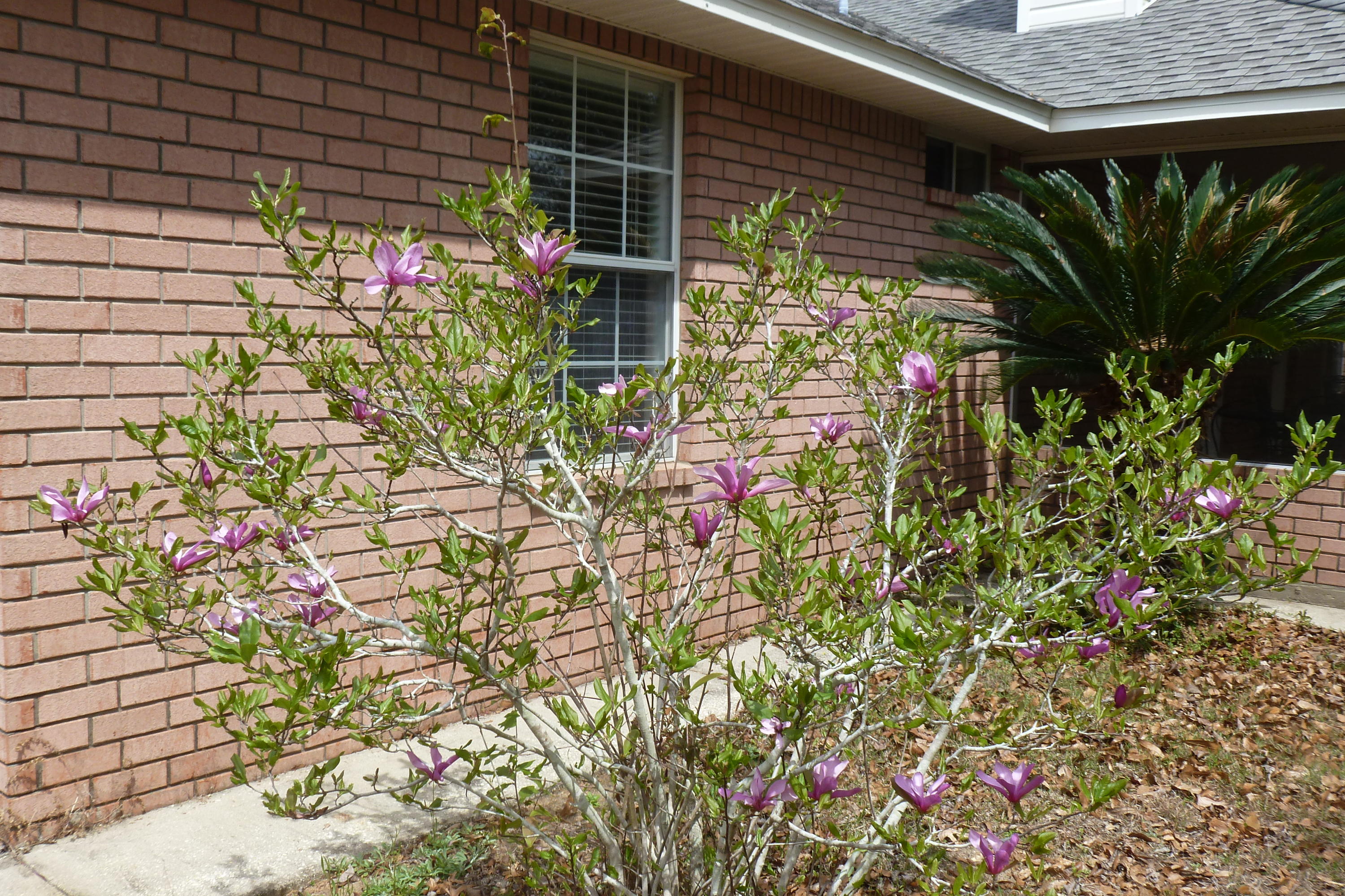 Morgan Ridge Estates - Residential