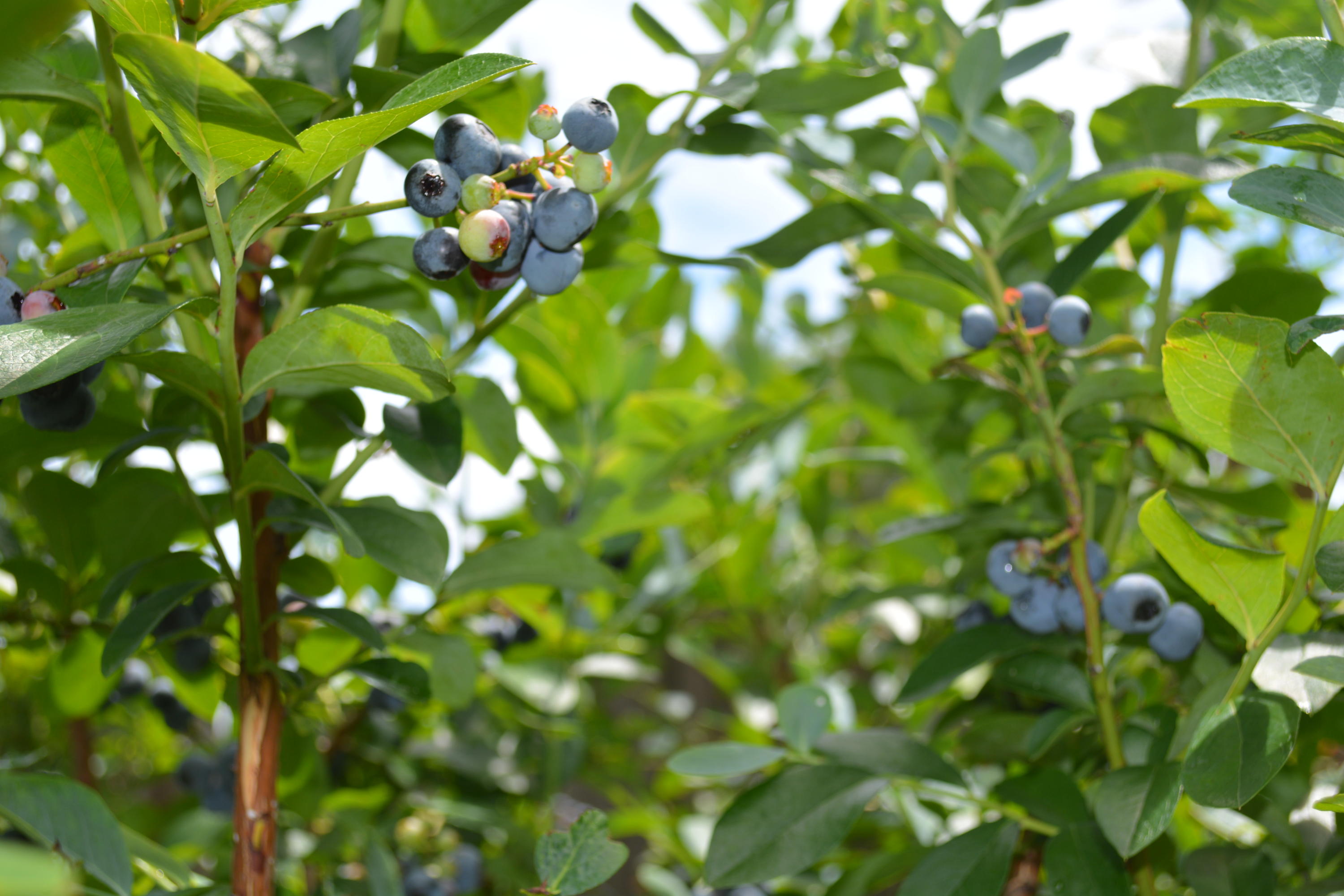 SHADOW OAK S/D - Residential