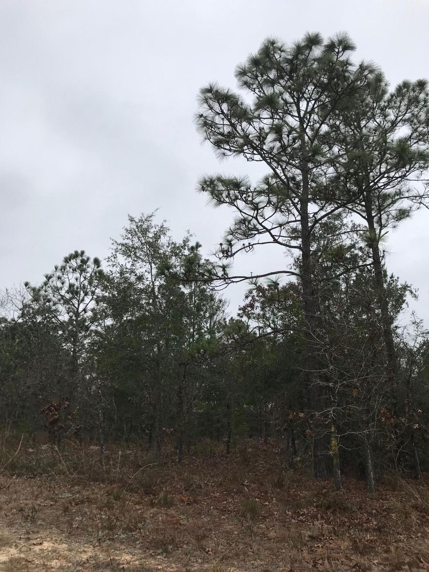 Priced to SELL!!!! Check out this level quarter acre lot that is ready for you to build or place your manufactured home on. This location is conveniently to I-10 & 285, which makes it convenient to DeFuniak Springs, Crestview & Niceville. Seller has multiple lots available, call today to find out how to bundle and buy more for LESS!