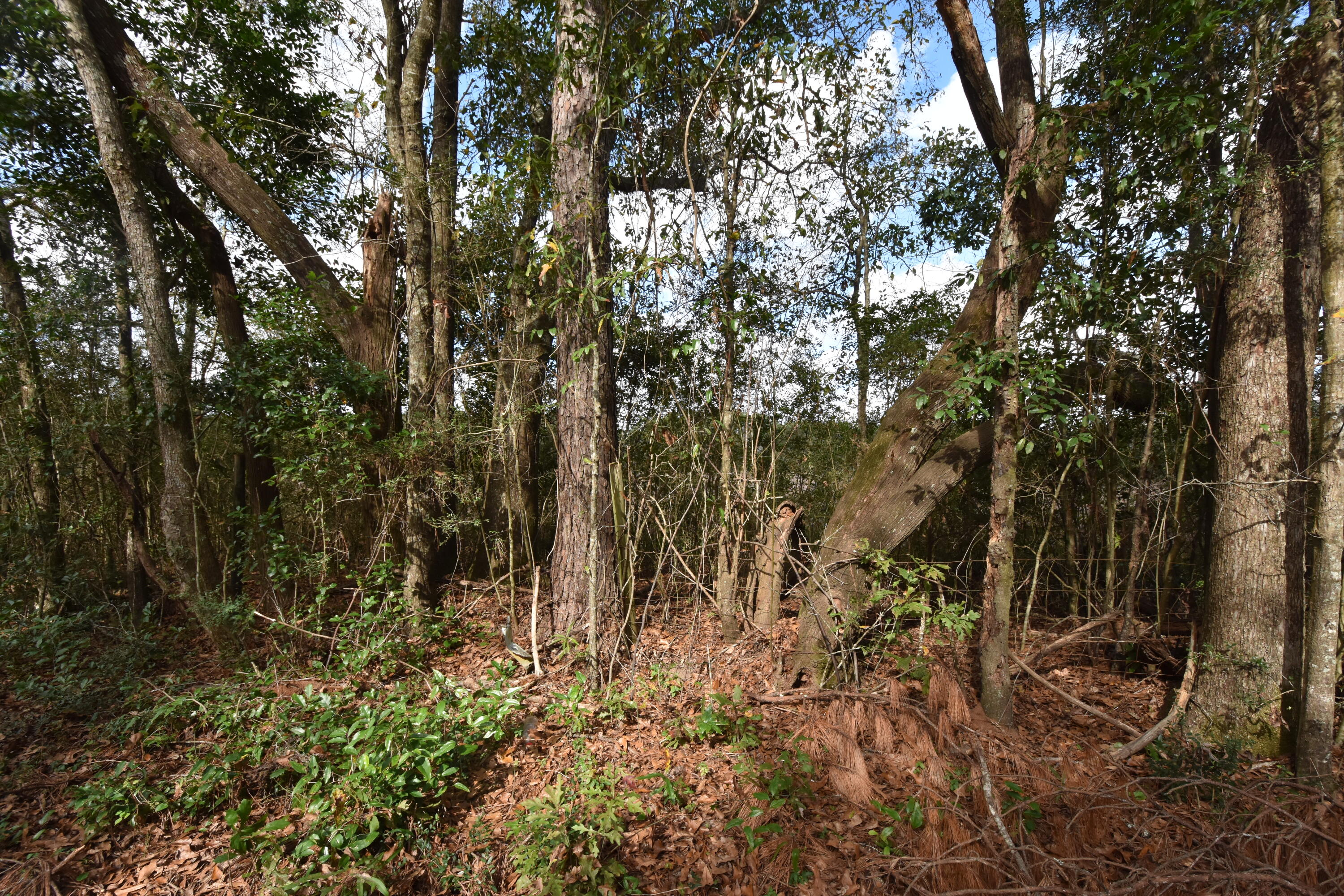 METES & BOUNDS - Land