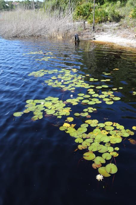 LANDING AT CAMP CREEK S/D - Land