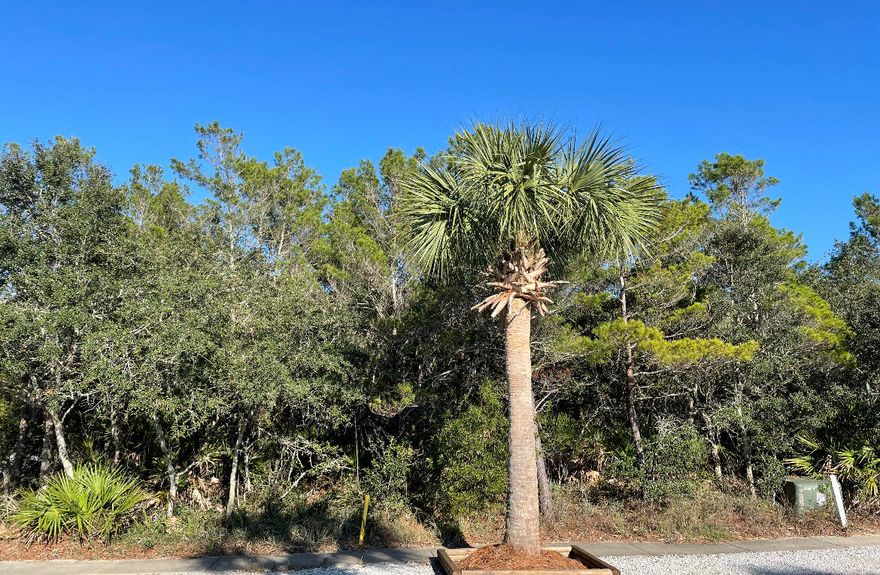 Large wooded lot across from Lake Carillon.  This lot affords the opportunity to build a larger and taller main house and guest house than other lots in Carillon Beach because of it's size.  We are running out of lots - don't miss this great one!