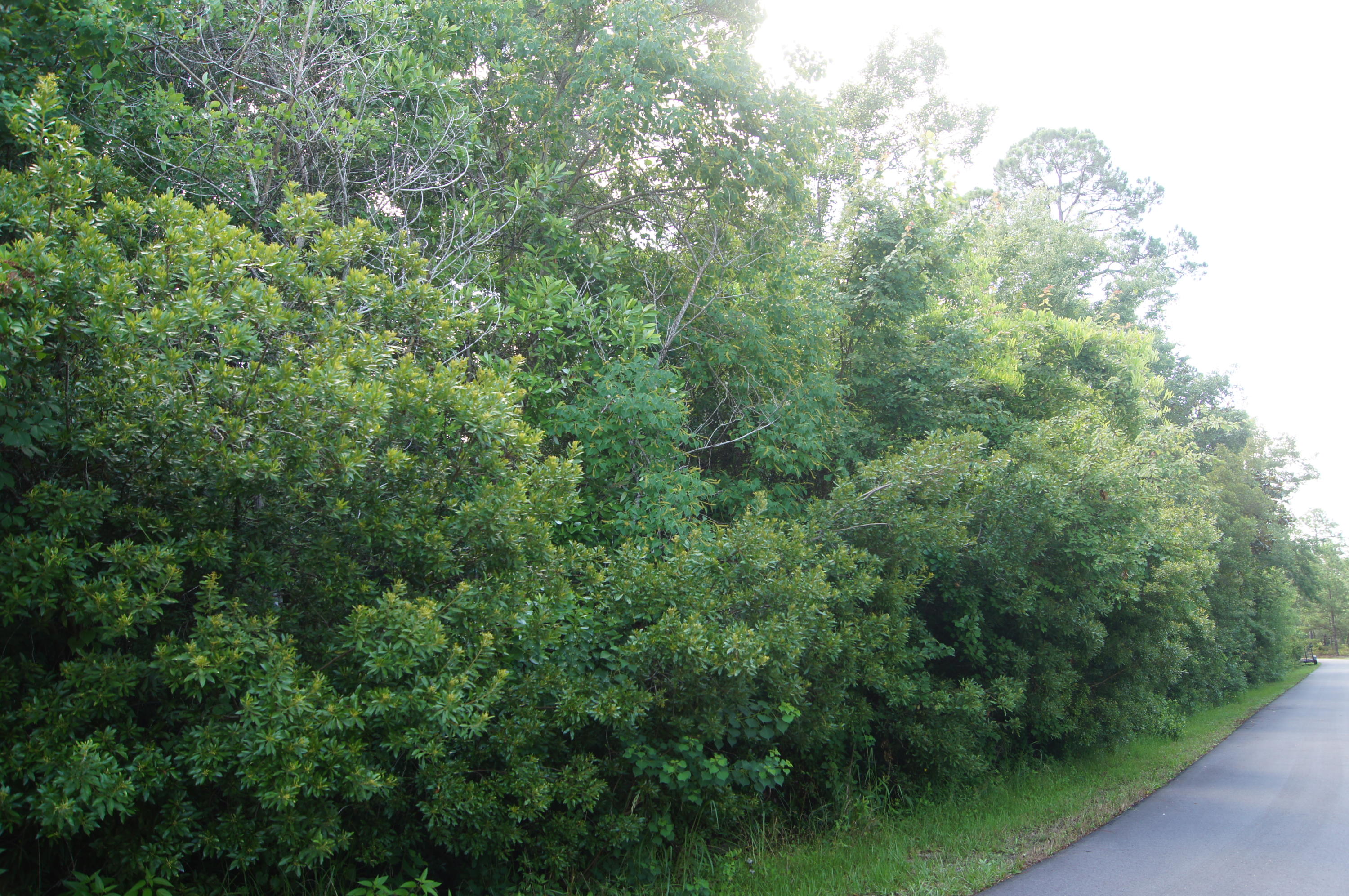 EMERALD SHORES - Land