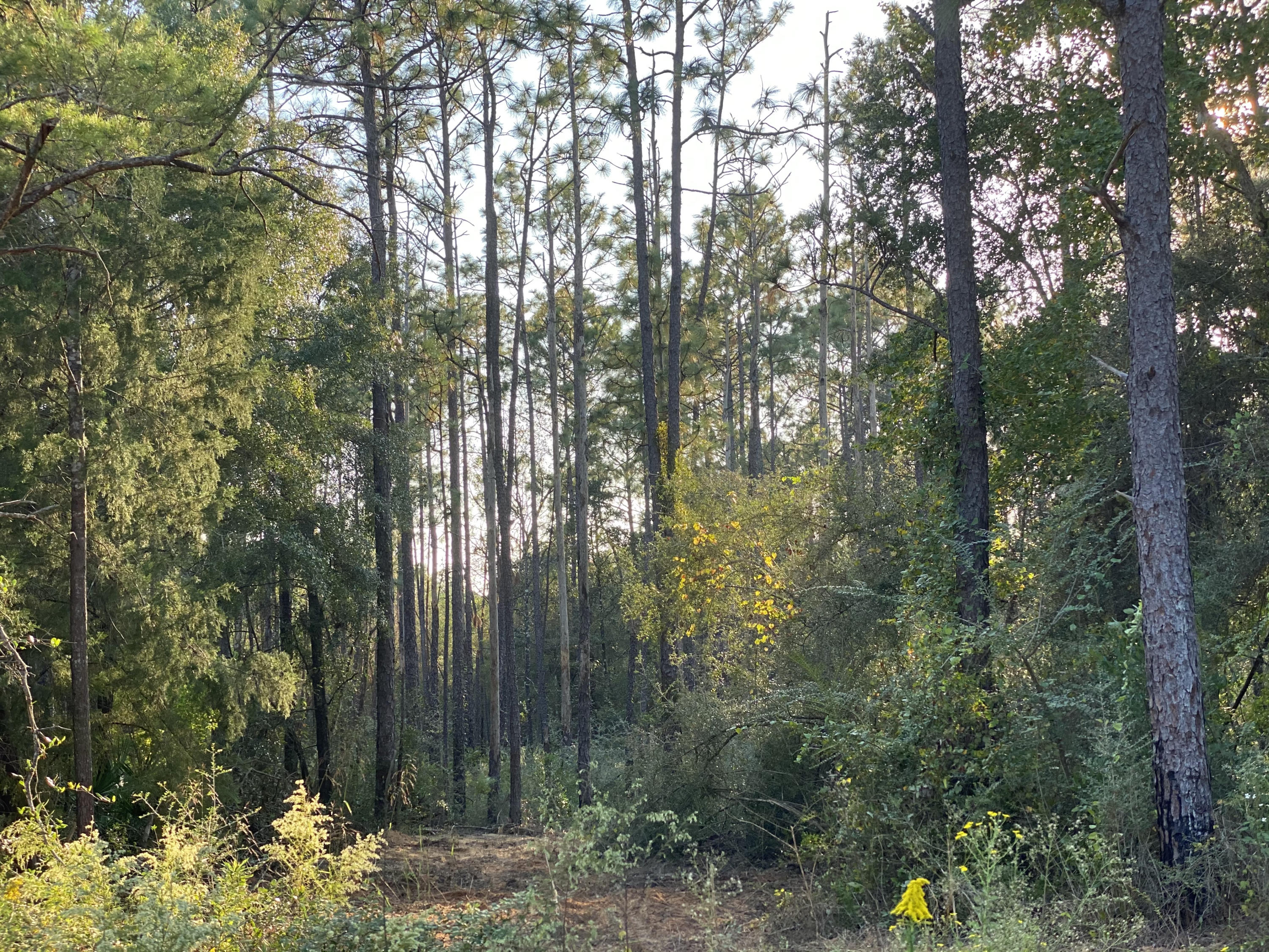 South of I-10 in a private setting in the Coy Burgess Loop. (12 mins to I10) Here you will find a quiet place to build your dream home! Horses and chickens are allowed so you can build a barn and have a mini farm. Manufactured homes are also allowed here.