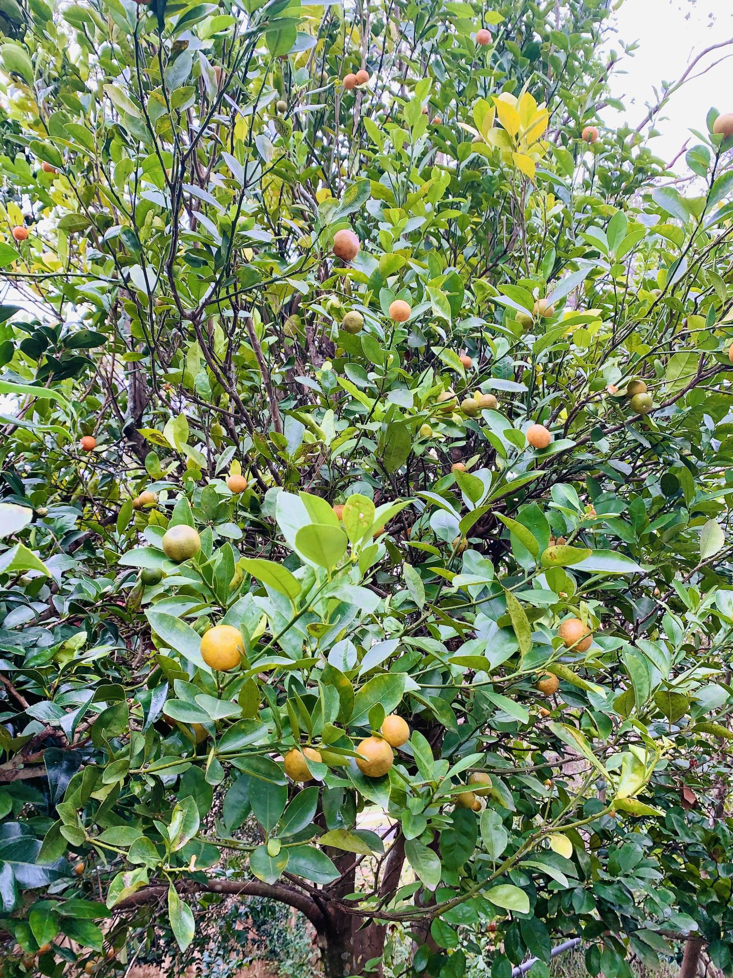 BEACH HAVEN COTTAGES - Residential