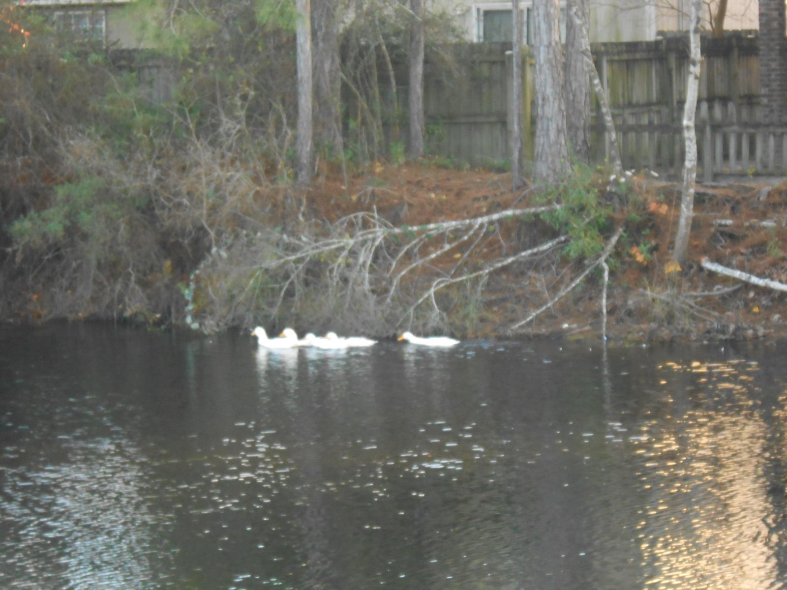 GEORGETOWN - Residential