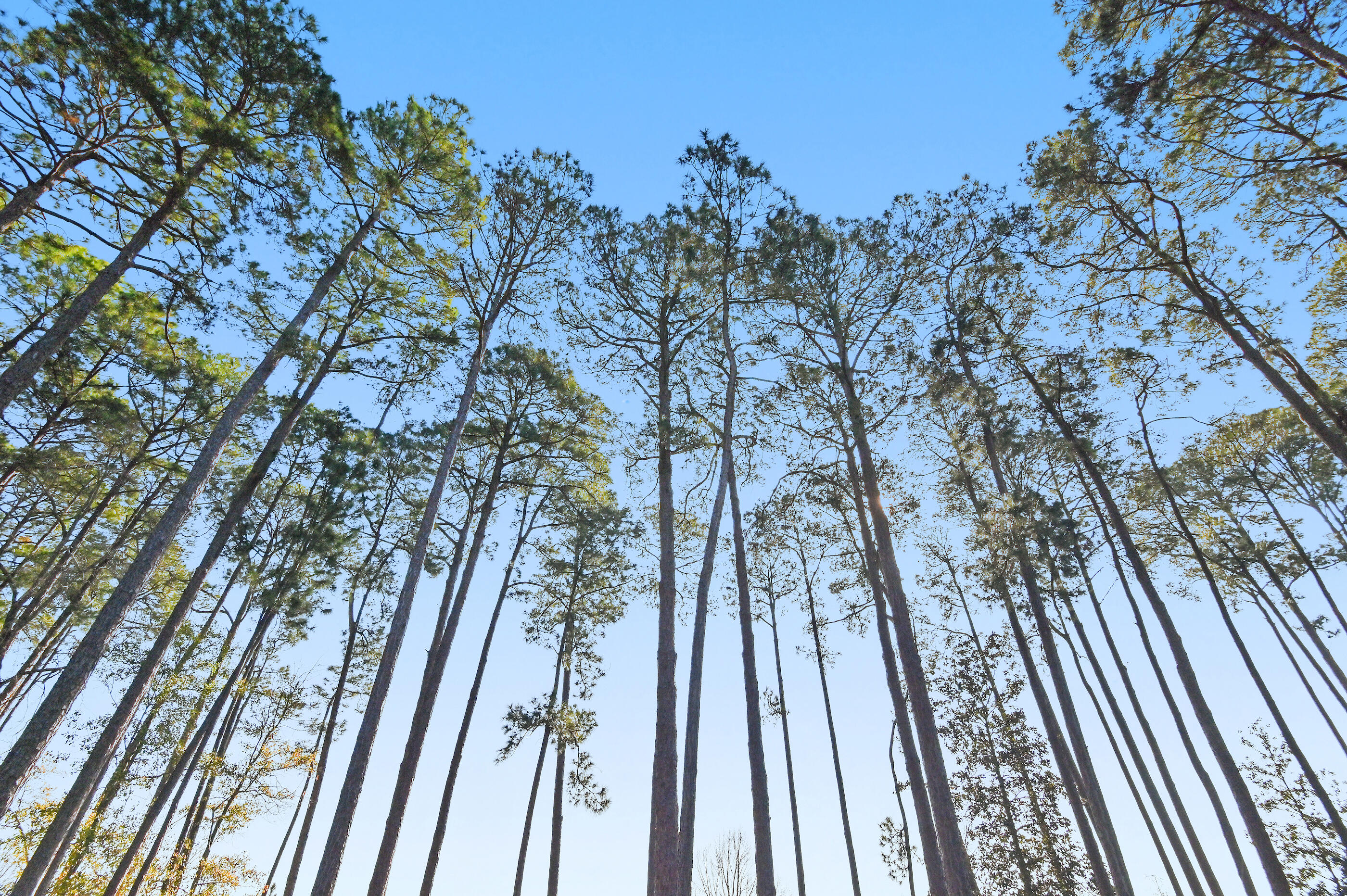 Greater Driftwood Estates - Residential