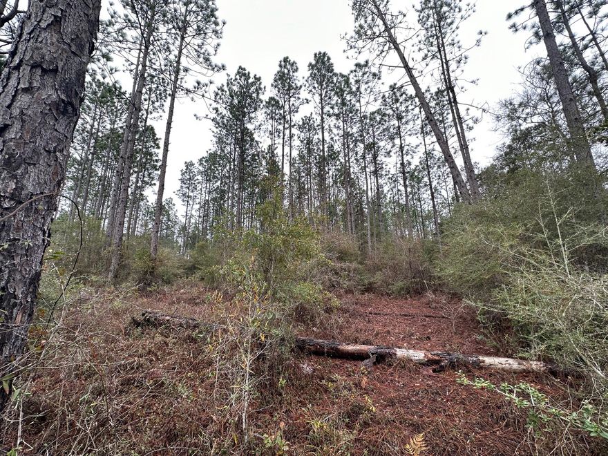 Dream Location for Country Living or Hunters Paradise either way you won't want to miss this opportunity! This Beautiful 37+/- Acres of prime land has so much to offer,Planted Pine- young pines. Bring your build plans, hunting gear, Horses and ATVS LOCATION LOCATION!!!! This Property has Easy Access to Panama City Beaches I-10, Hwy 79, and Hwy 90.Additional land available