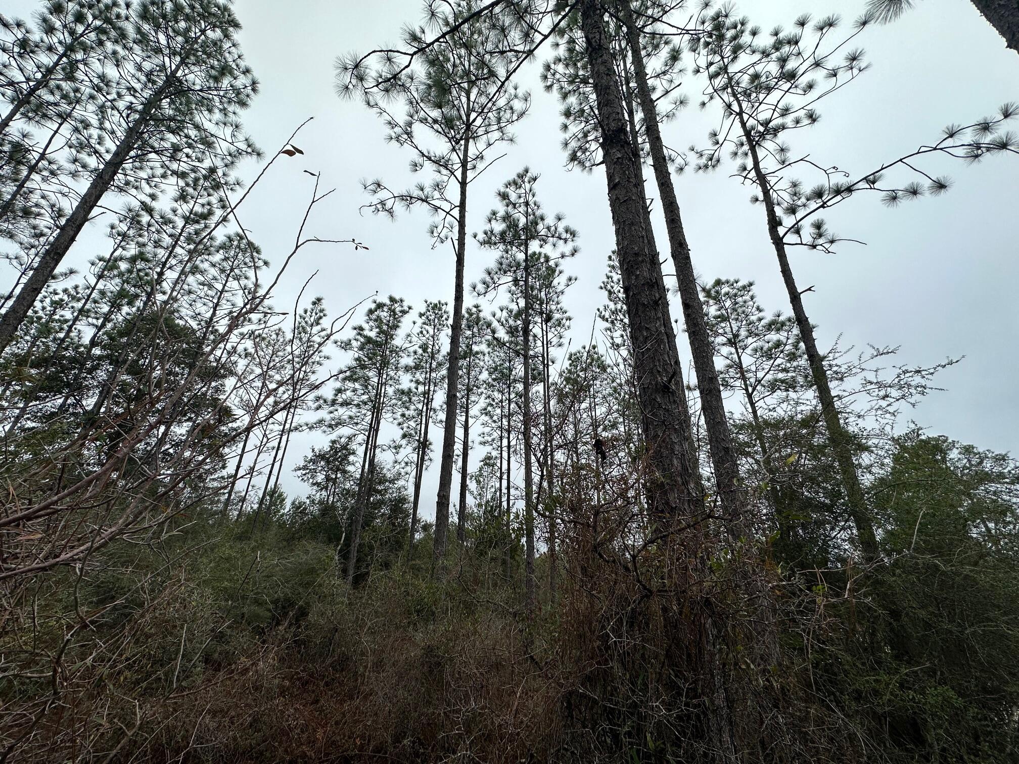 METES & BOUNDS - Farm