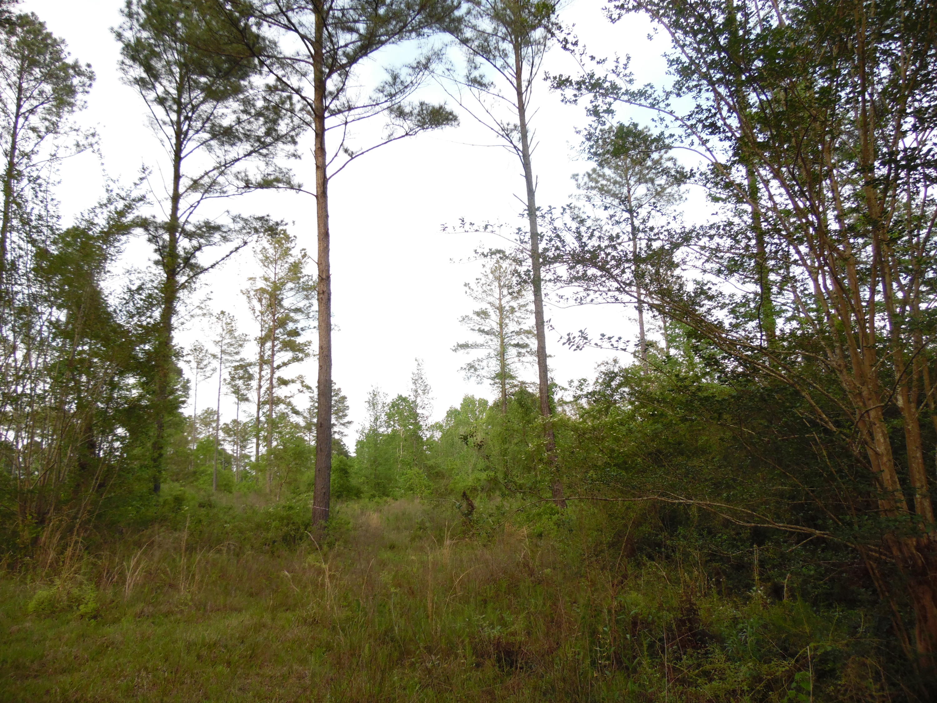 Metes and Bounds - Land