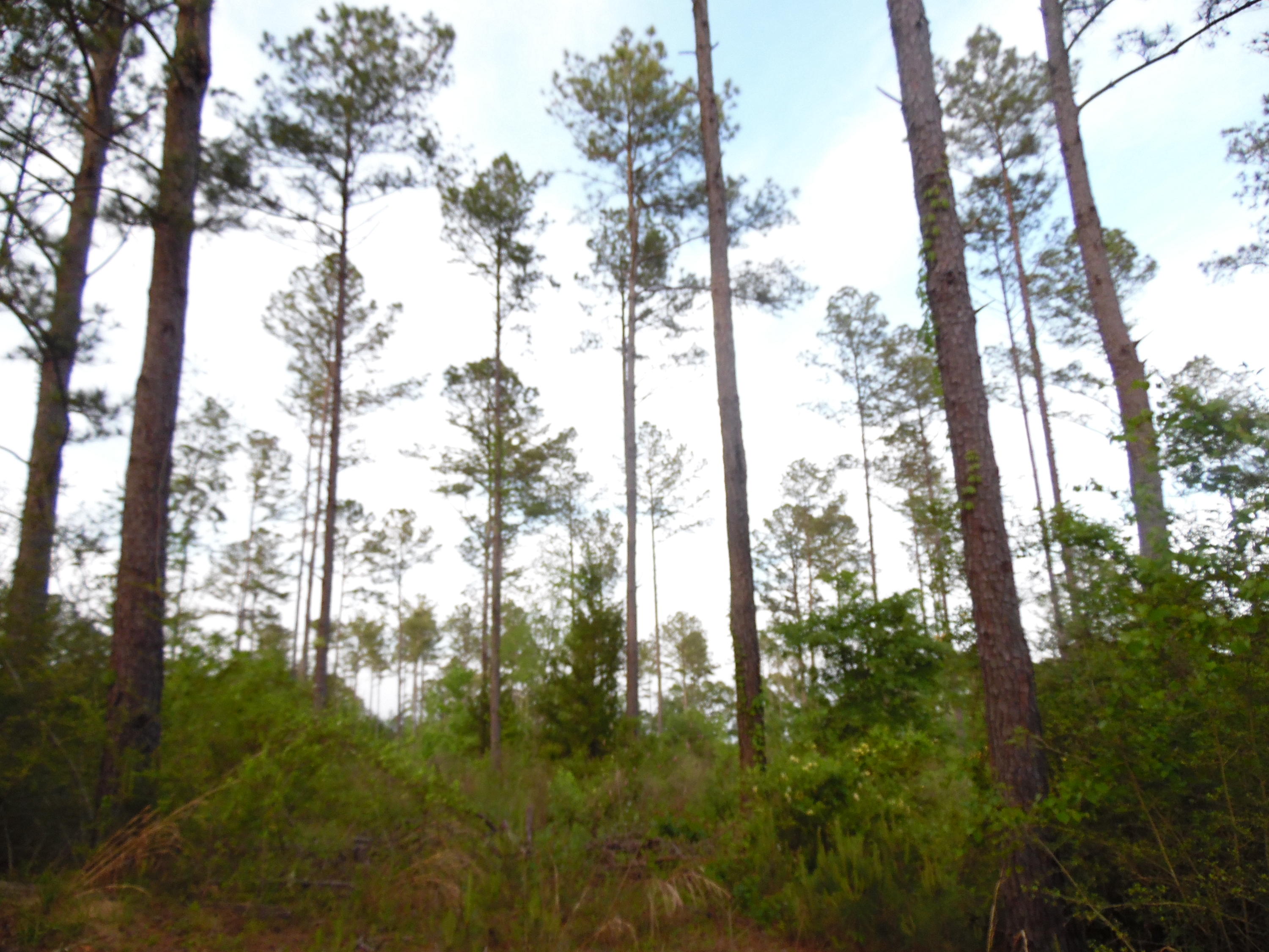 Metes and Bounds - Land