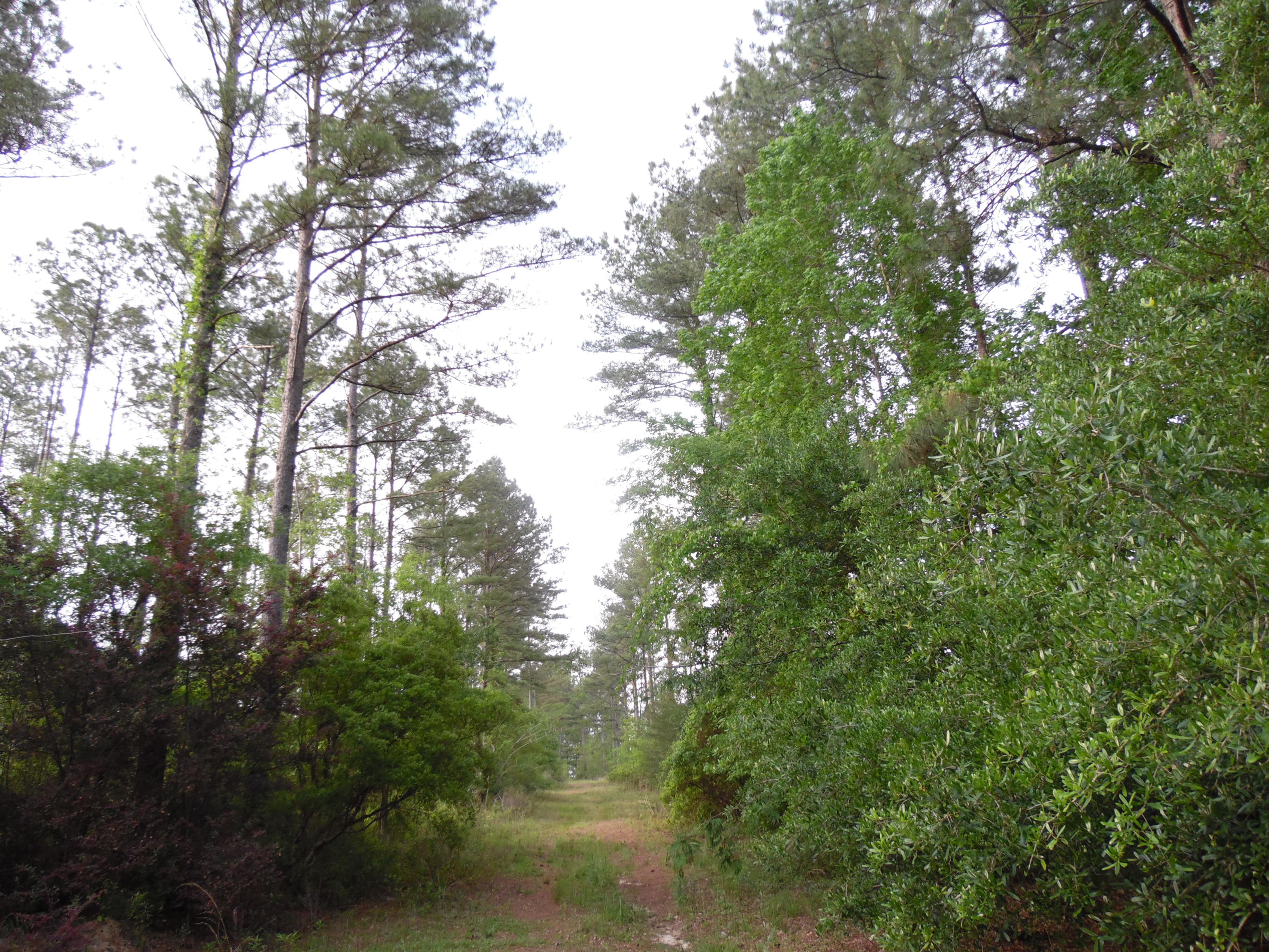 Small cabin, on 44 acres with 2 small ponds, lots of trees, was used for a miniature horse farm. It is fenced and cross-fenced. Lots of tall pole pine trees. Deep well 400', no septic, power, many water faucets throughout the property. Lots of landscape plants, Amaryllis, red and candy cane striped, crepe myrtle trees and so much more. Super private and secluded. Would make a good hunting camp, or just a ''get away''. Shown by appt. please do not go the property without a Realtor. Located appx. 27 miles north of DeFuniak.