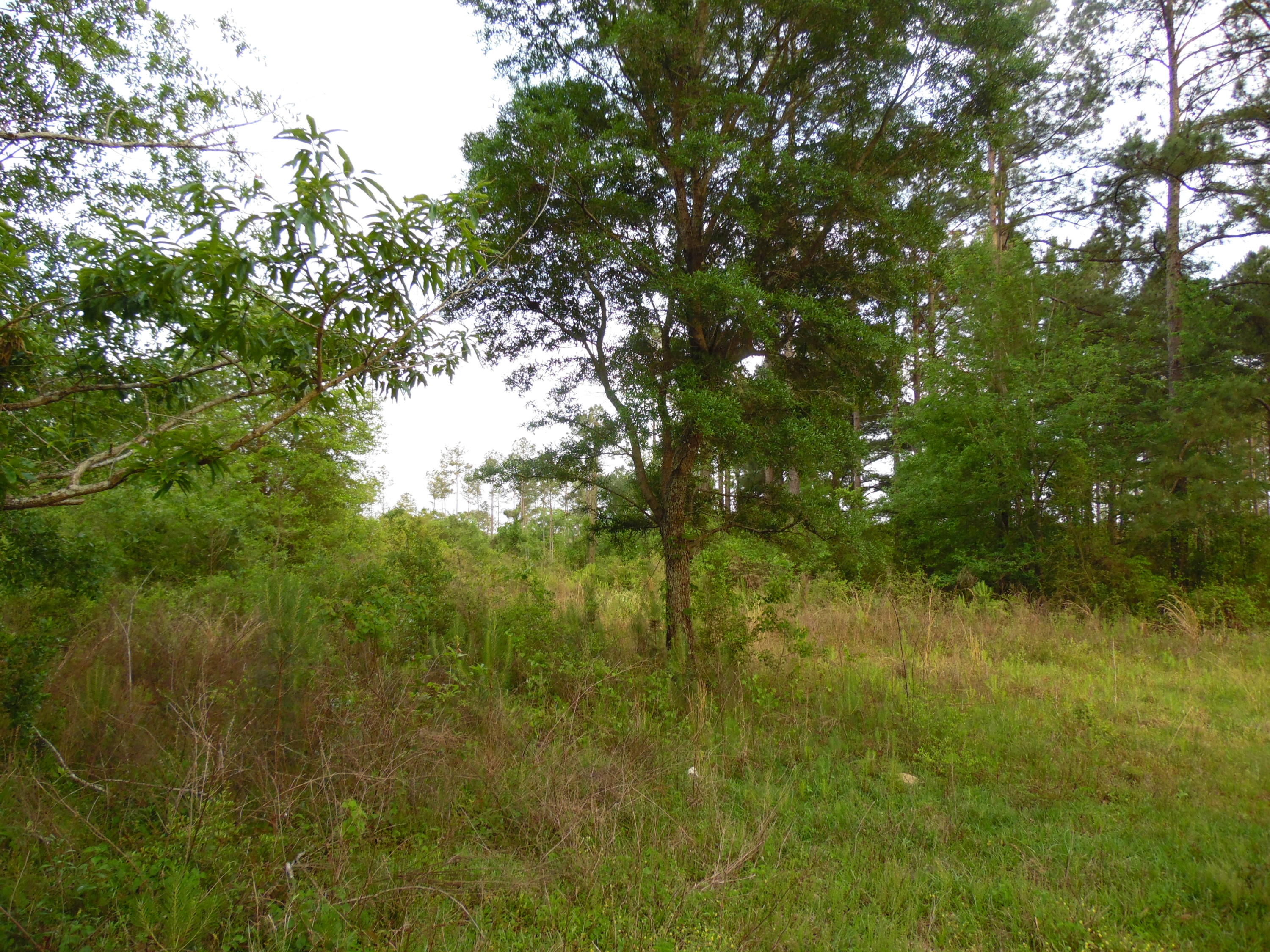 Metes and Bounds - Land