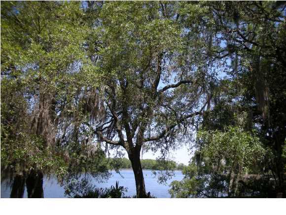 LYNN HAVEN - Residential