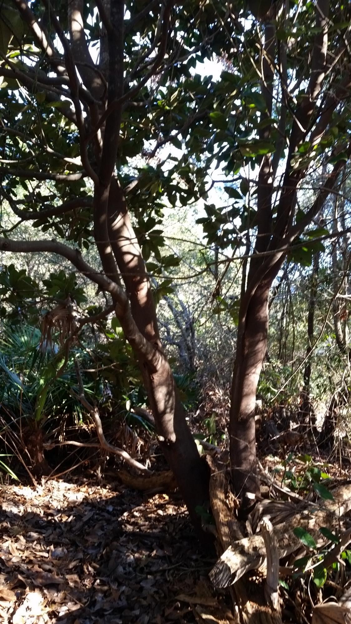 DESTINY EAST PH 1 - Land