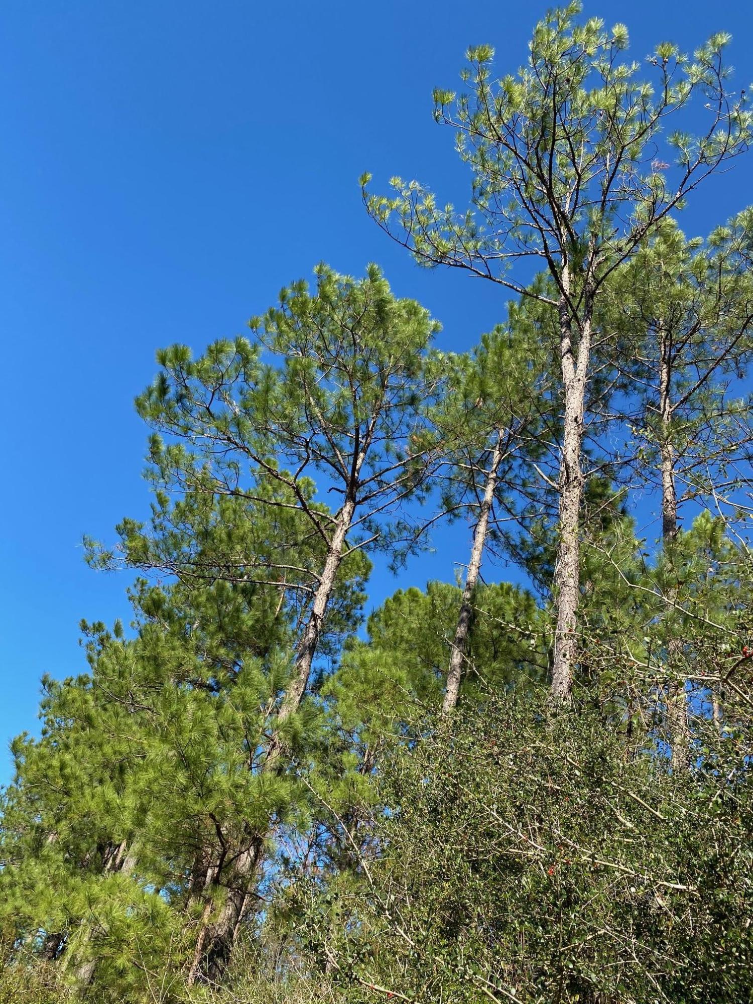 METES & BOUNDS - Farm