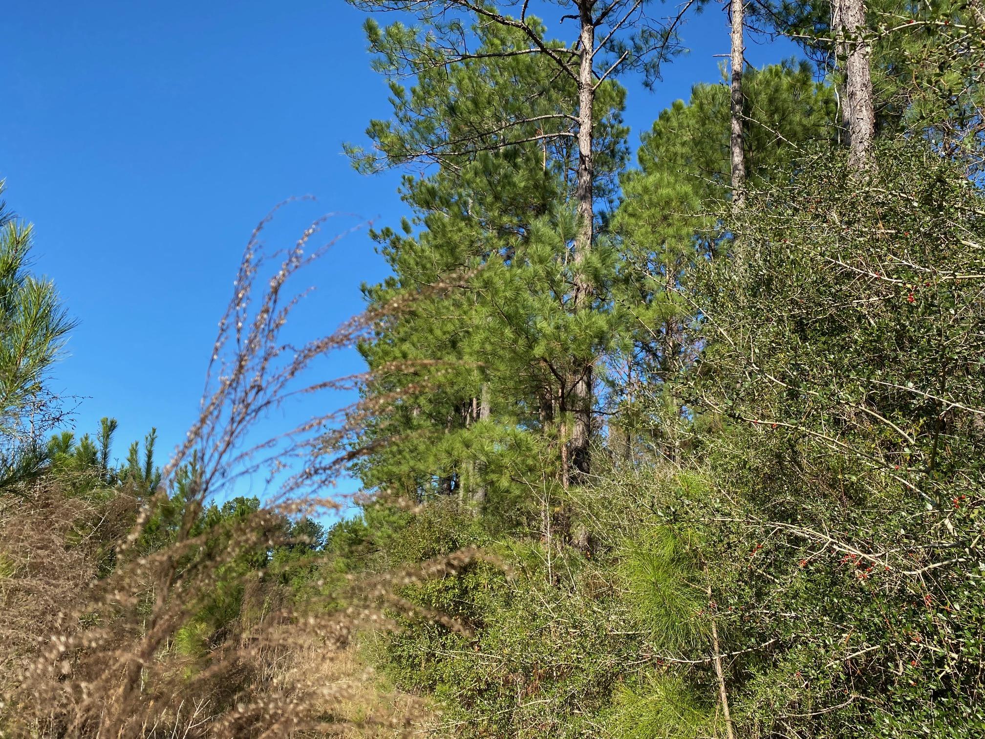 METES & BOUNDS - Farm