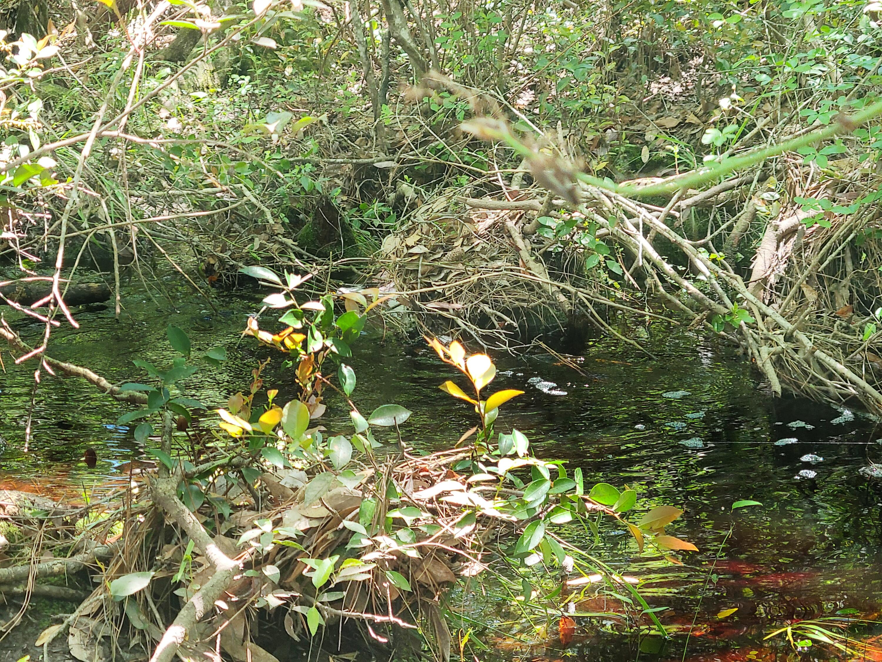 Bear Creek - Residential