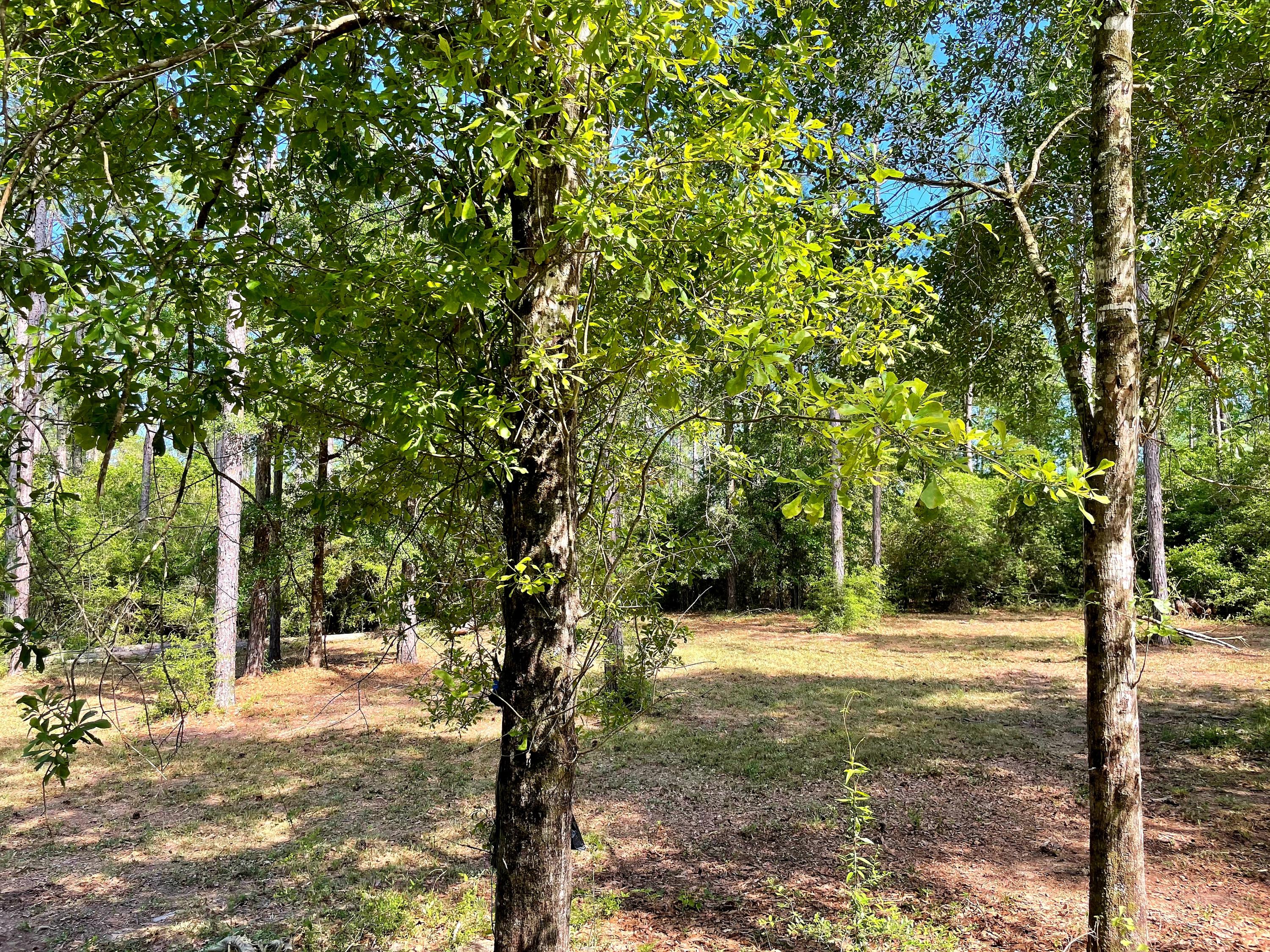 Walton Plantation - Land