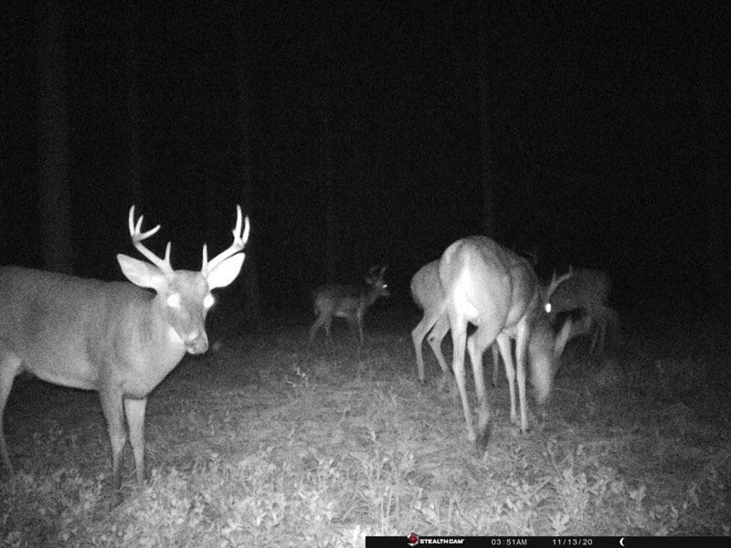 Walton Plantation - Land