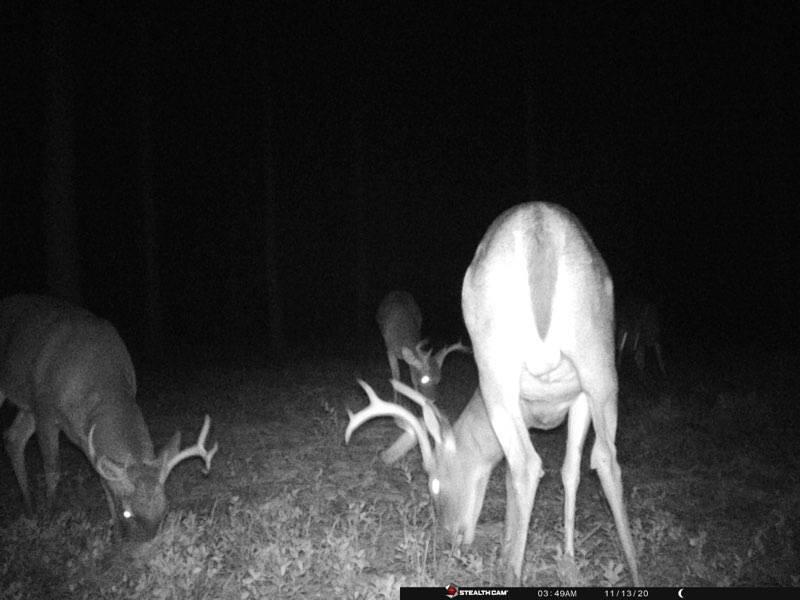 Walton Plantation - Land