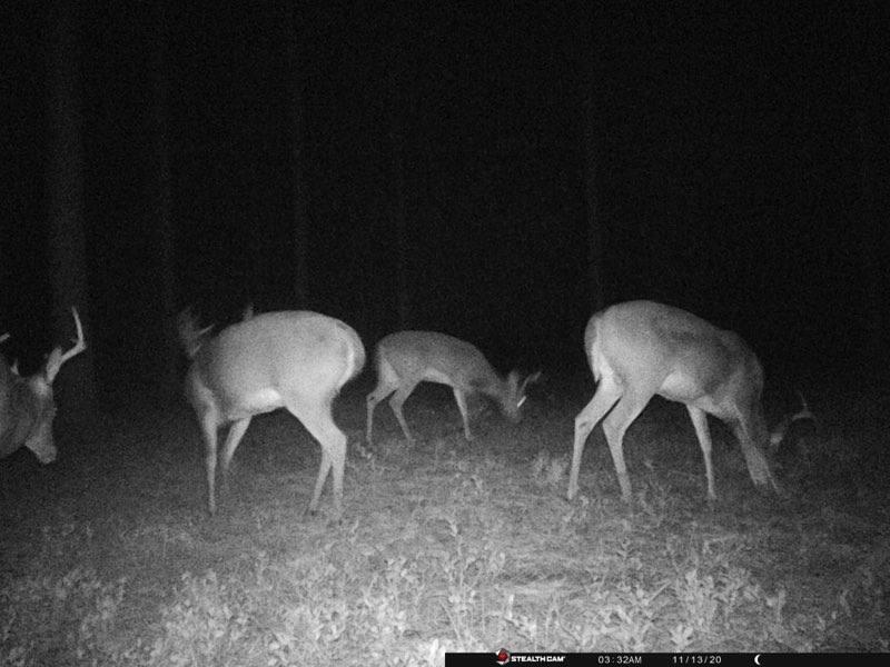 Walton Plantation - Land