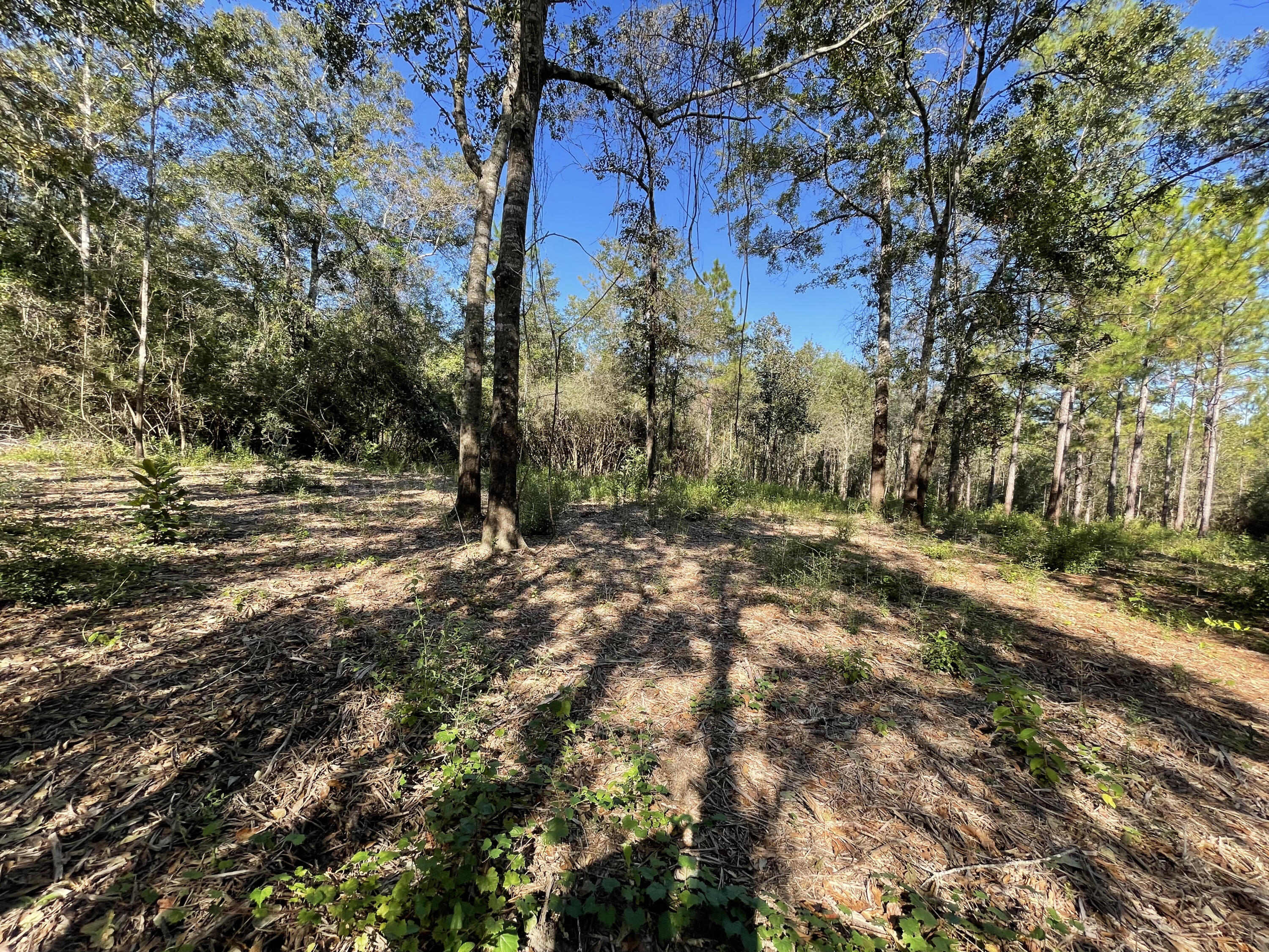 PINECREST ACRES UNREC - Land