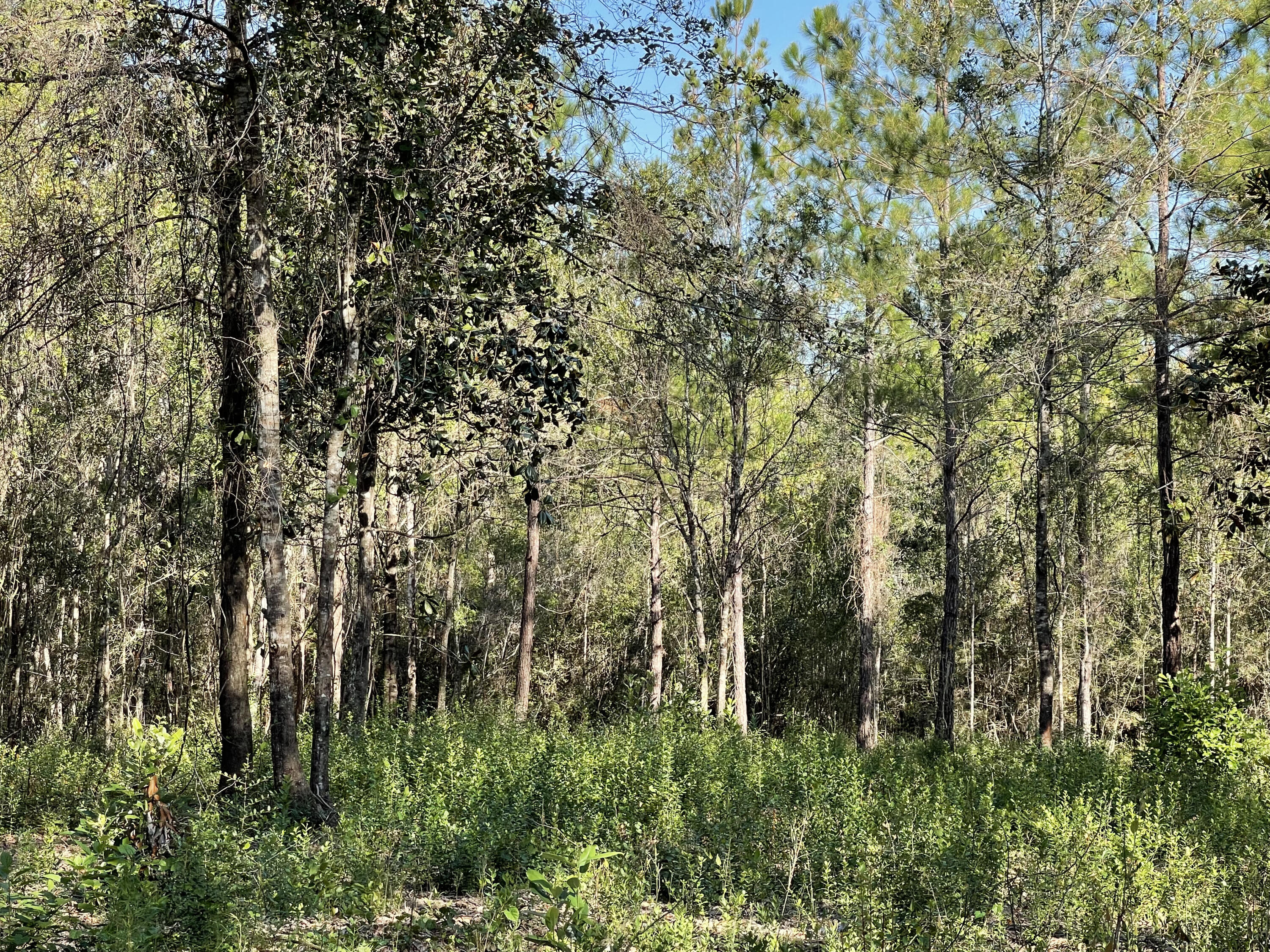 PINECREST ACRES UNREC - Land