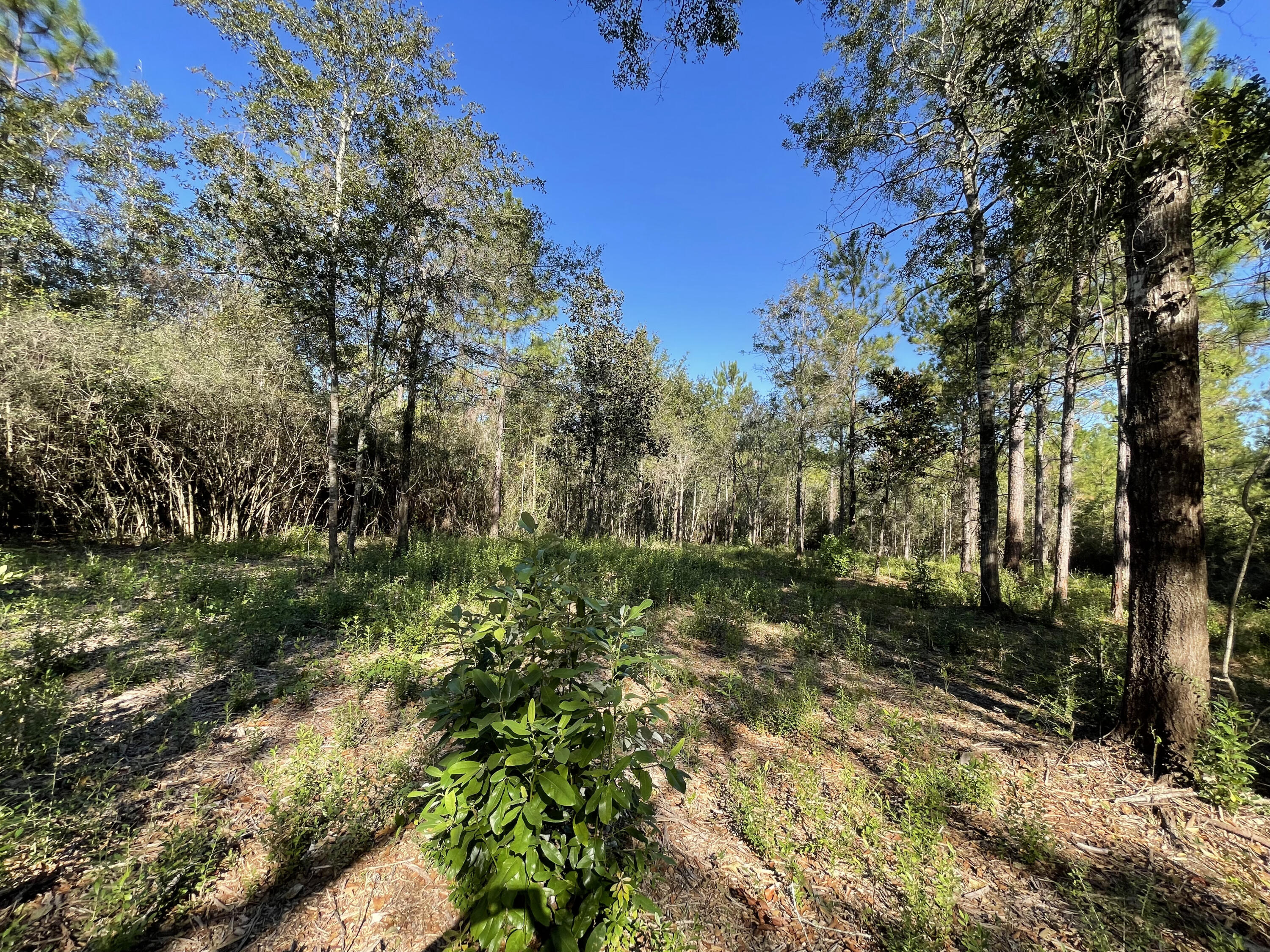 PINECREST ACRES UNREC - Land