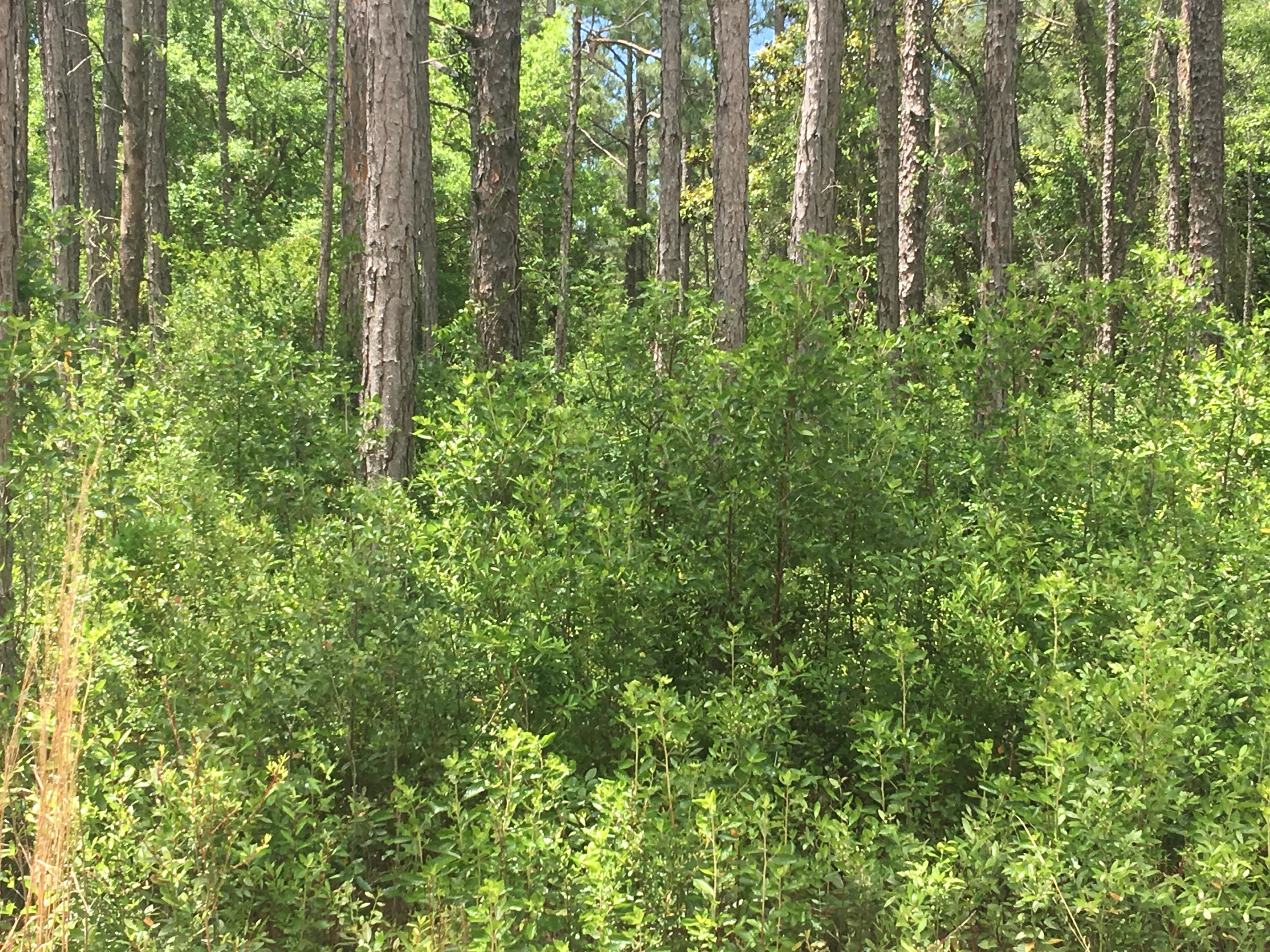 Great wooded lot approx. 500 feet from Choctawhatchee Bay in a growing single family home area. Located within the original 1980 Hatchee Shores community that has no current HOA fees or dues. This corner lot has a bay view and can be put together with an adjacent lot. There is a spring 2017 survey & wetland study. A July 2017 architectural drawing/to place a Katrina Cottage with pilings and a culvert to include wetlands and wetland delineations. Convenient location that is close to the beautiful white sand beaches of South Walton Co - 30A; bayou, boat launches leading to the Bay & Gulf. 1.25 miles to the Cessna Landing Park, Santa Rosa Bch with offers a boat launch, fishing pier, playground, picnic pavilions. This lot is buildable & will come with delineation & environmental assessment