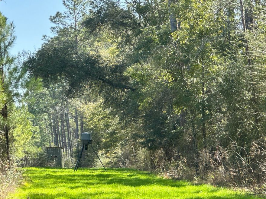Own Your Slice of Florida Wilderness: 355 +/- Acres in Vernon!Escape to the heart of natural Florida with this incredible 355 +/- acre parcel located on Douglas Ferry RD, in the charming town of Vernon, Washington County. This expansive property offers a rare opportunity to own a significant piece of land perfect for outdoor enthusiasts and those seeking a private retreat.  Imagine endless days of adventure exploring your own land. Bring your 4-wheelers and dirt bikes for thrilling off-road experiences, or gear up for exceptional hunting opportunities. The diverse terrain and natural habitat create an ideal environment for wildlife.This property provides ample space for a variety of recreational activities, from hiking and camping to simply enjoying the tranquility of nature.