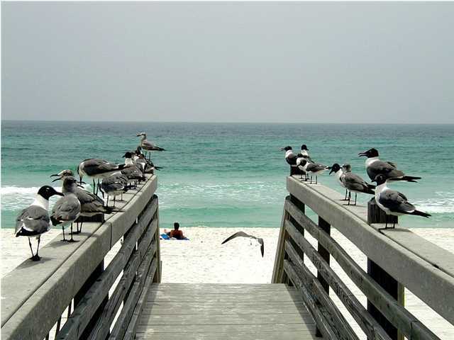 CRYSTAL BEACH - Residential