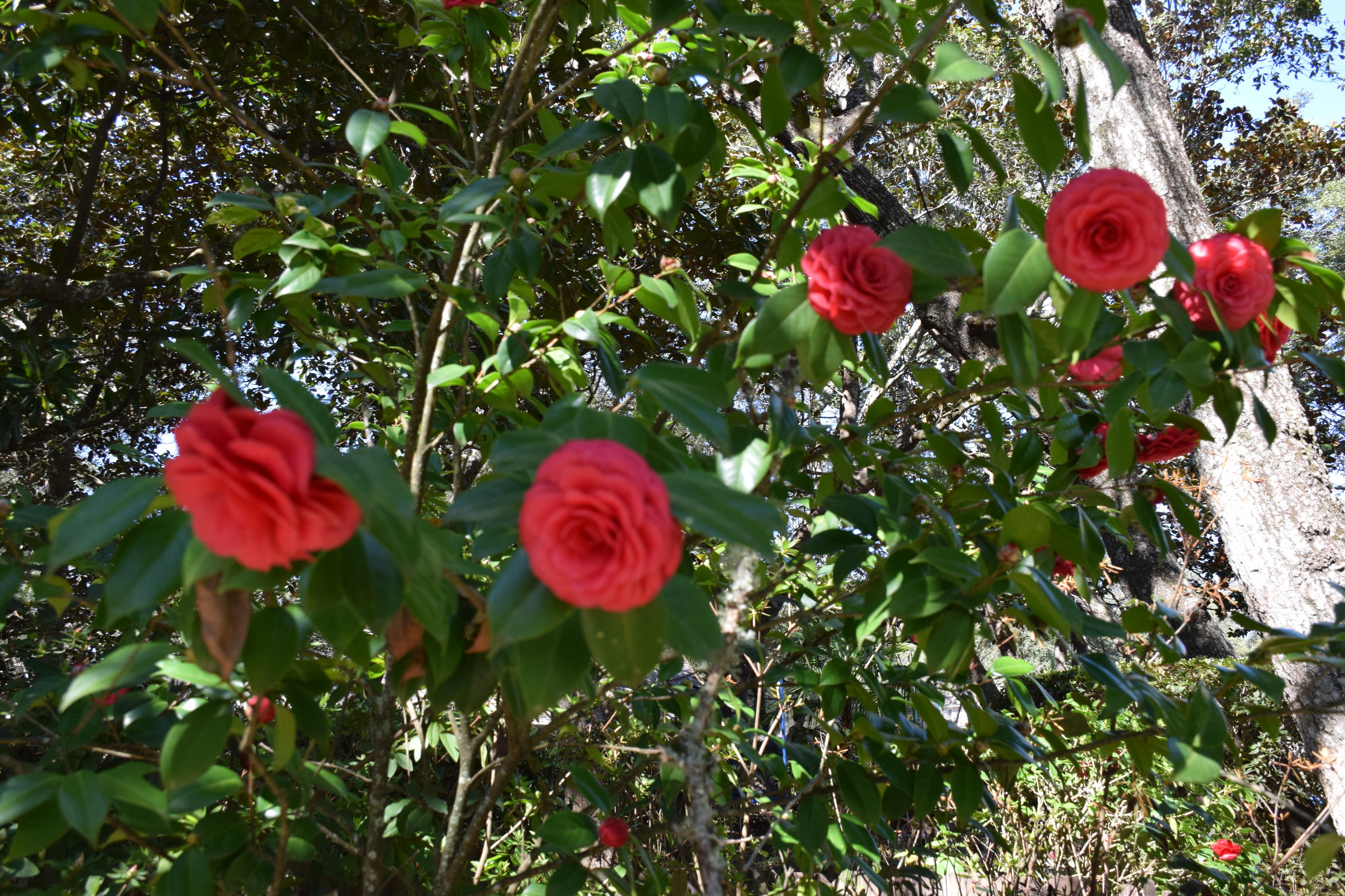 WINDWARD PH 3 - Residential