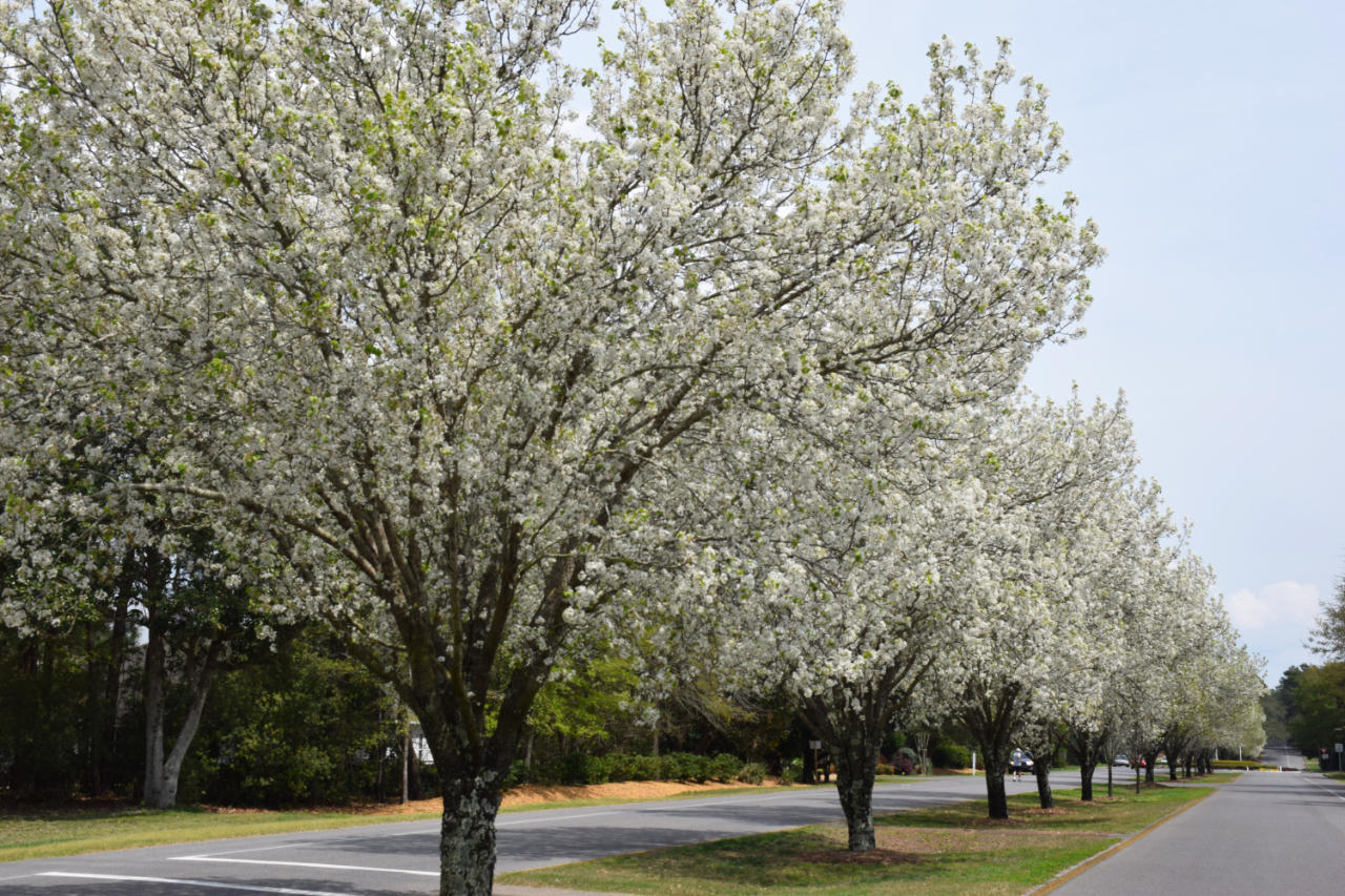 WINDWARD PH 3 - Residential