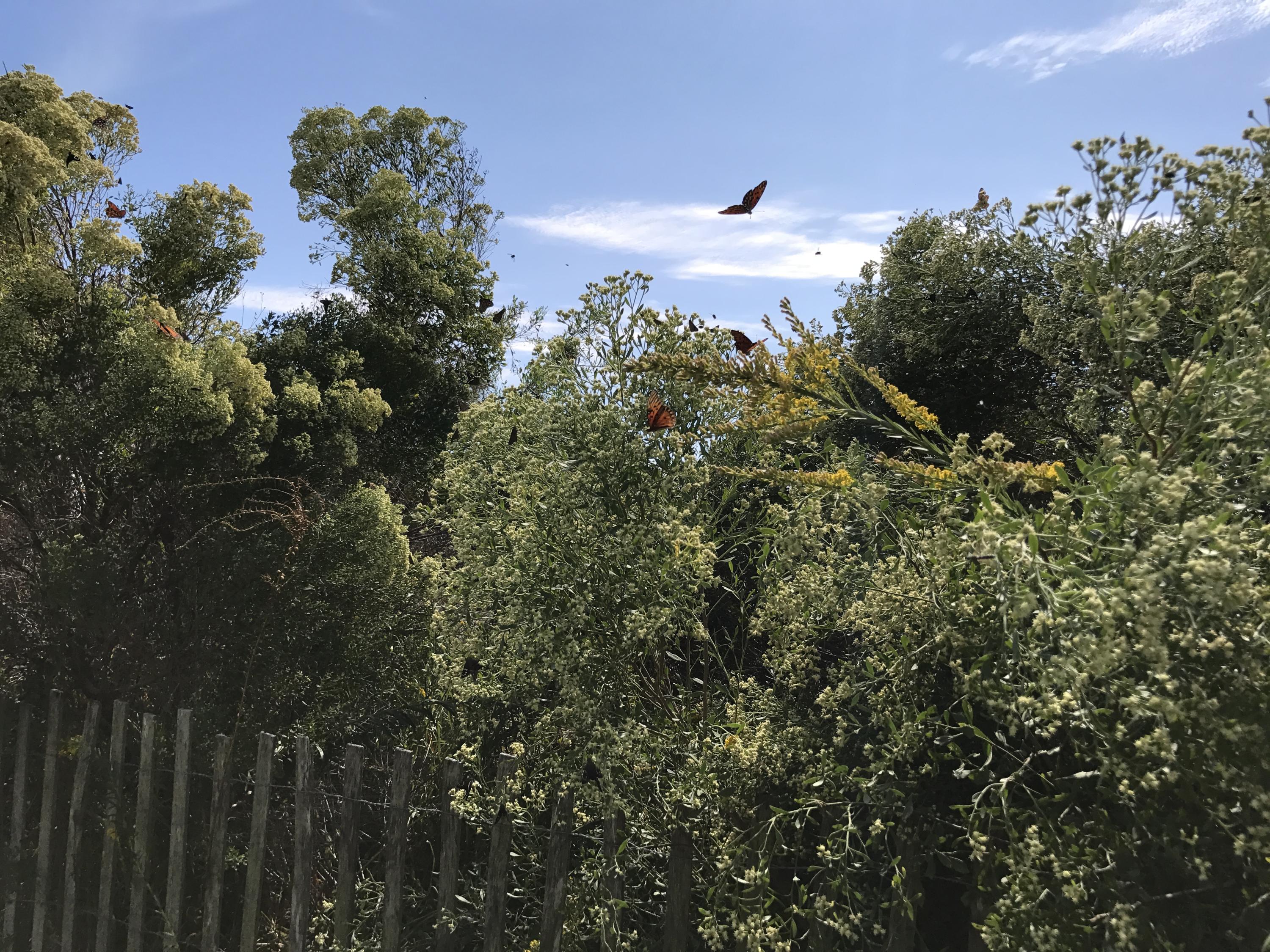 SEASPRAY CONDO - Residential