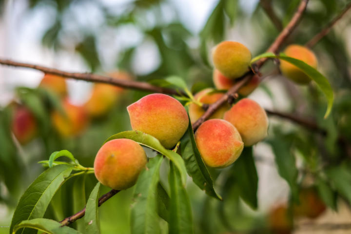 TURTLE COVE AT LAKE POWELL - Residential