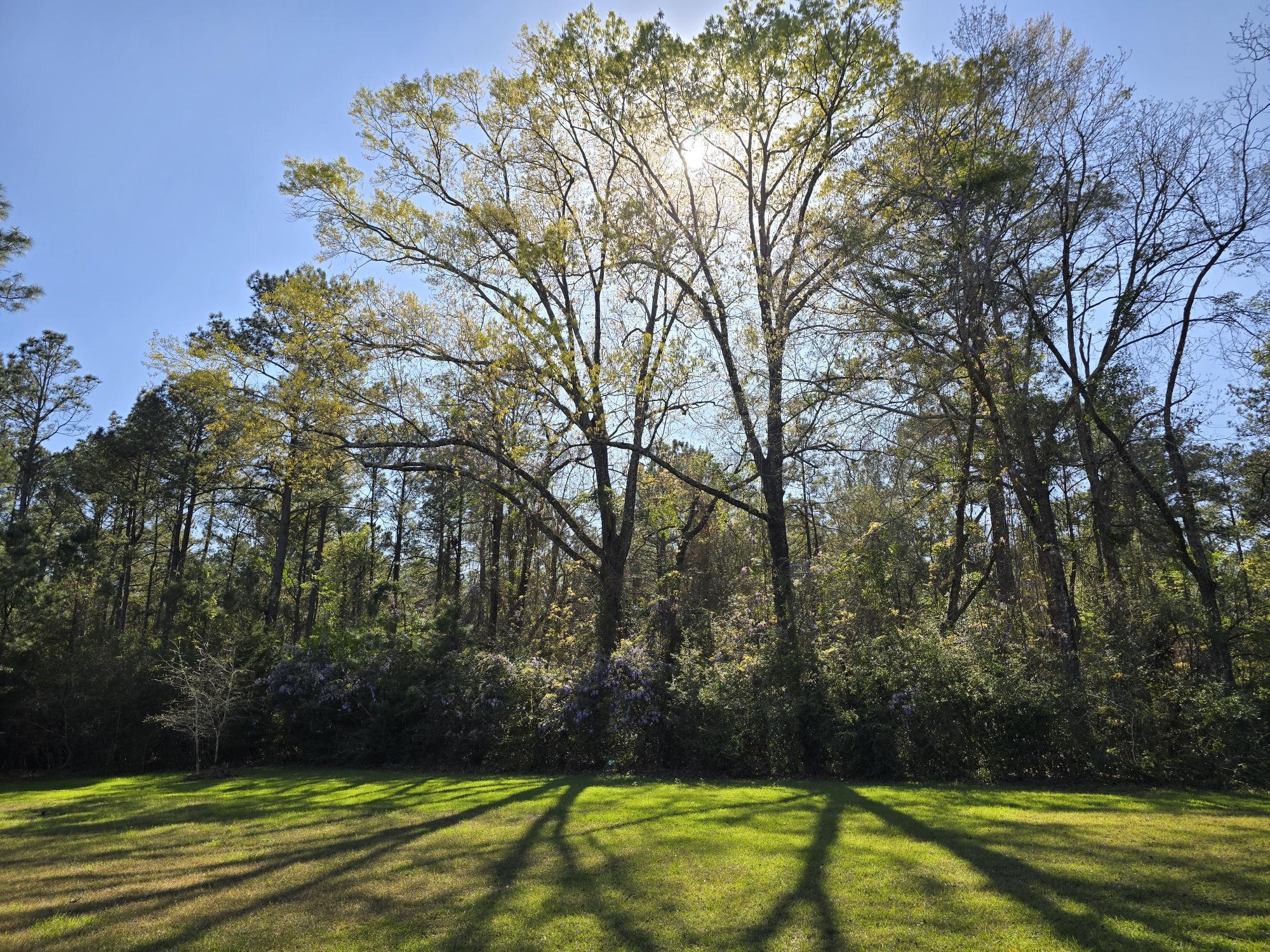 LAUREL HILL - Residential