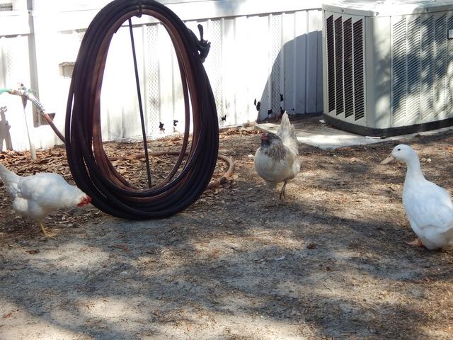 METES AND BOUNDS - Residential