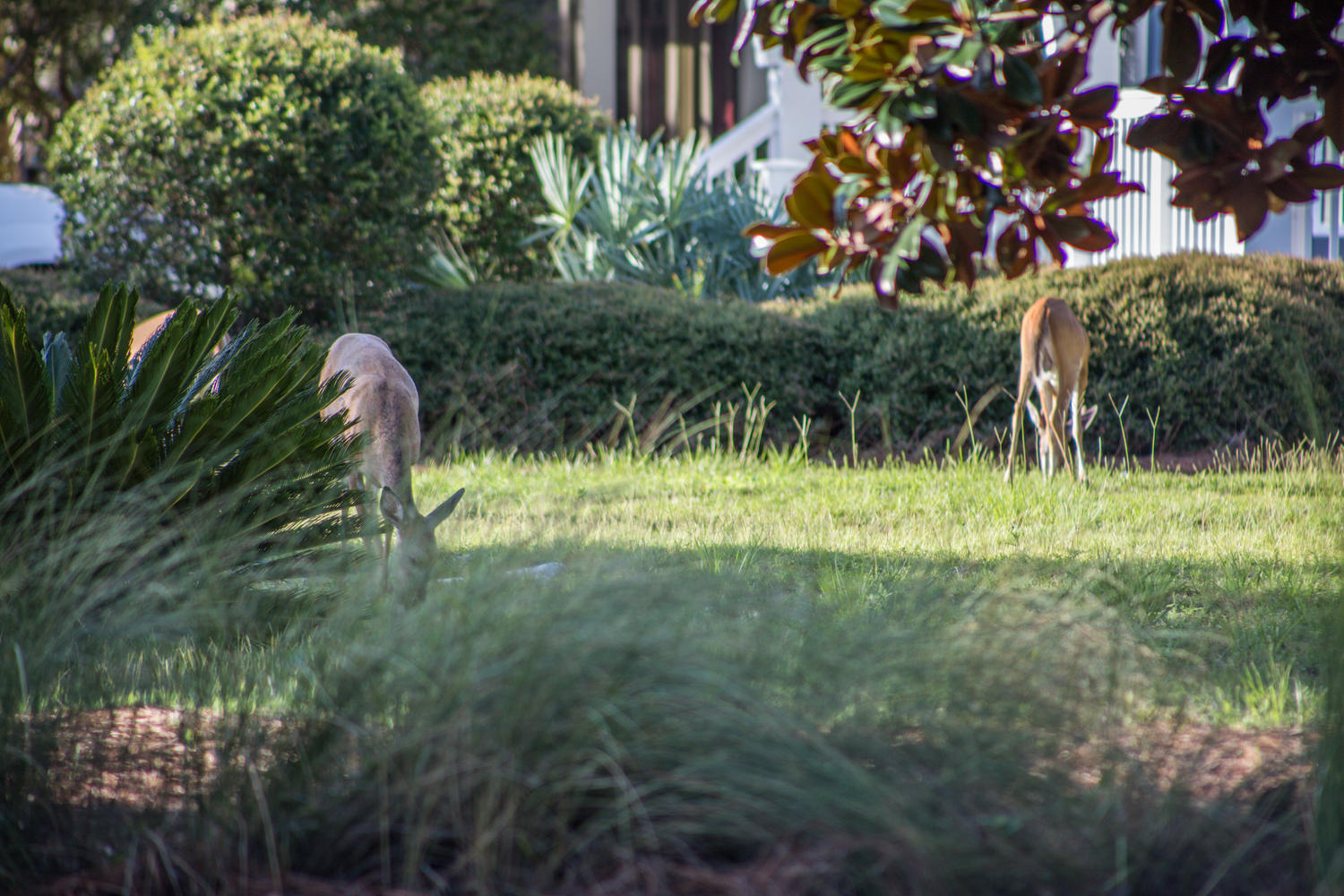 CYPRESS DUNES - Residential