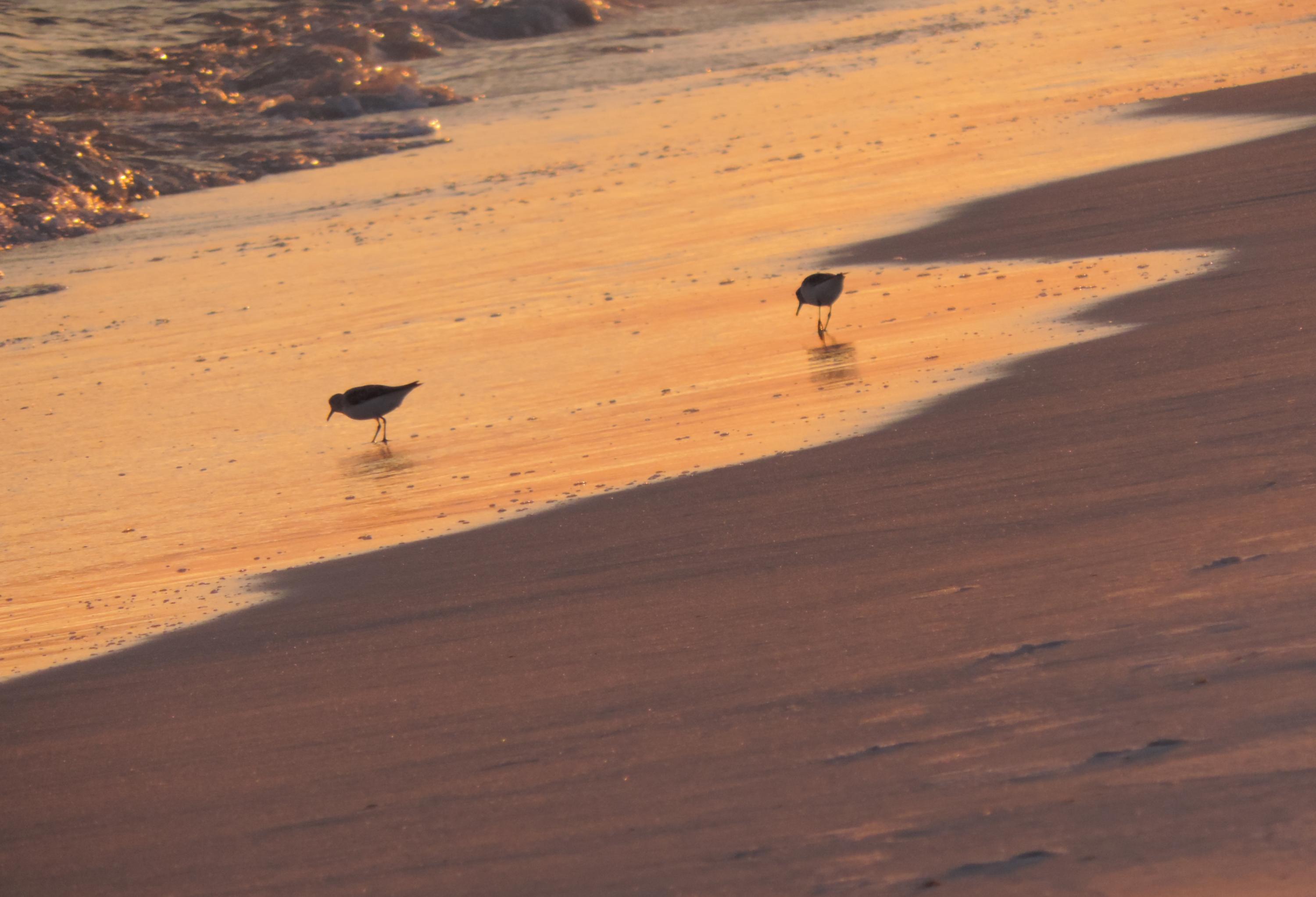 PAVILION PALMS - Residential