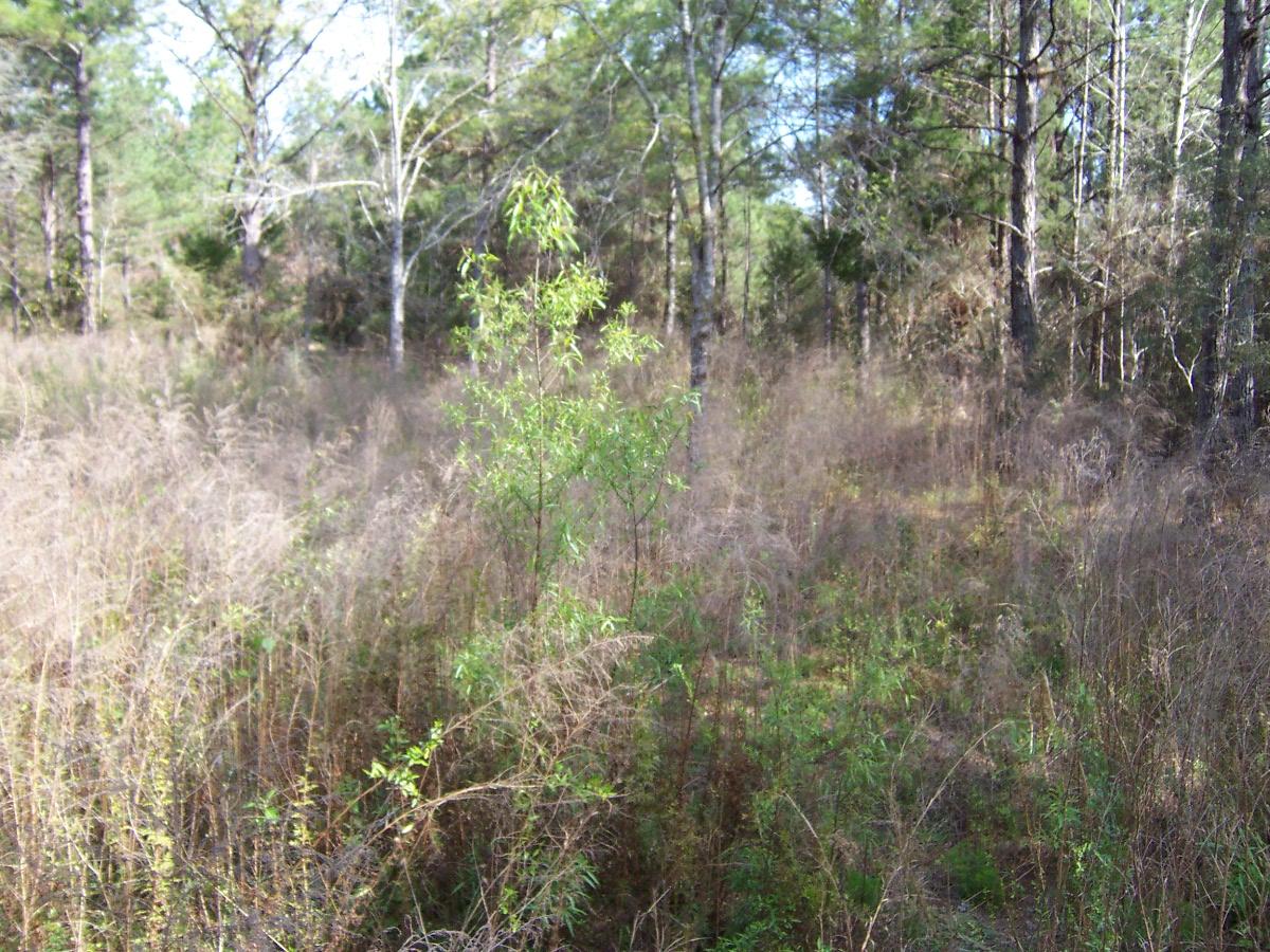 METES & BOUNDS - Land