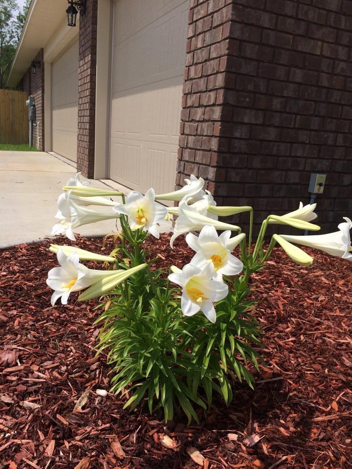 CARNEGIE HILLS PH 2 - Residential