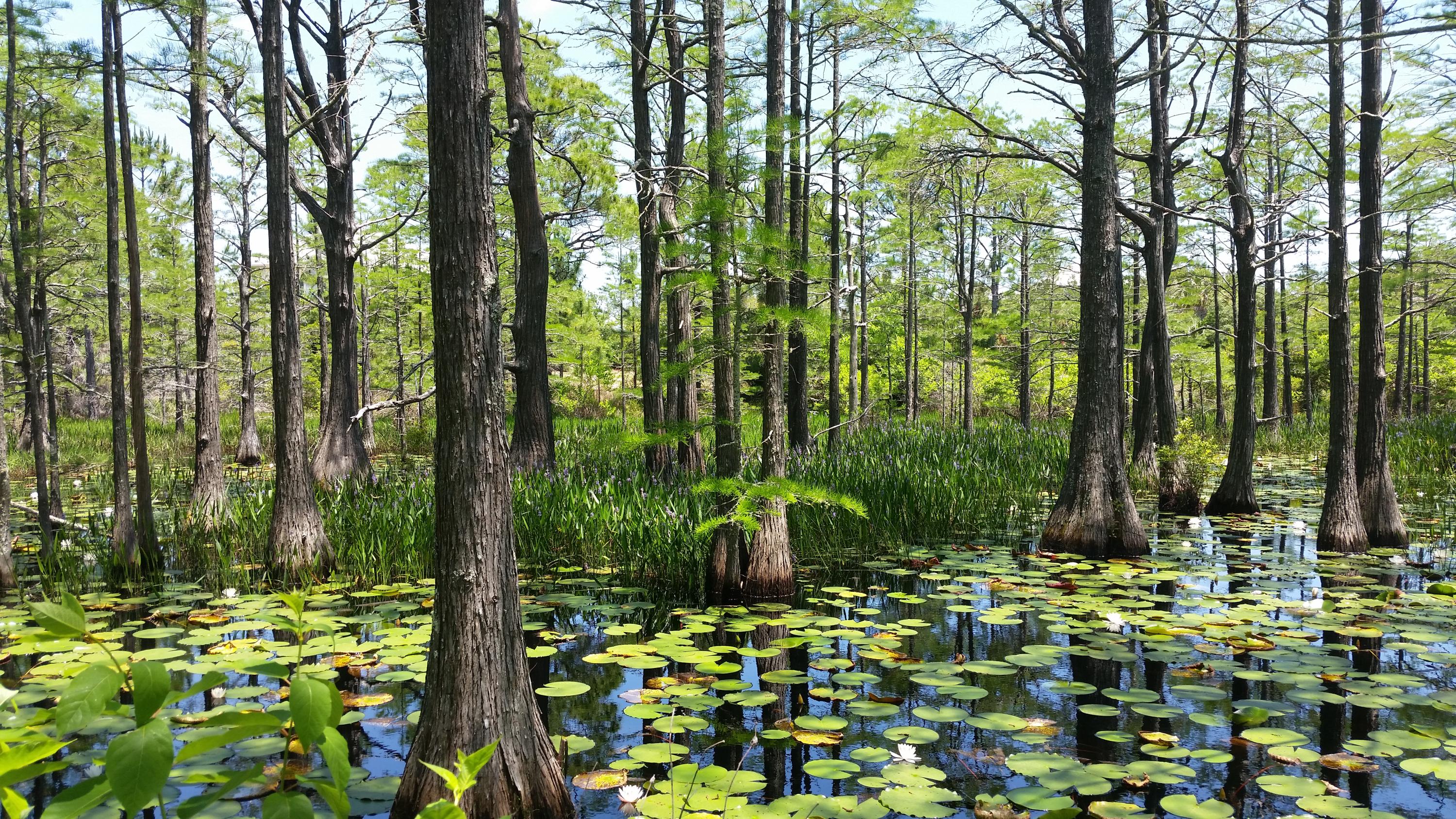 CYPRESS DUNES - Land