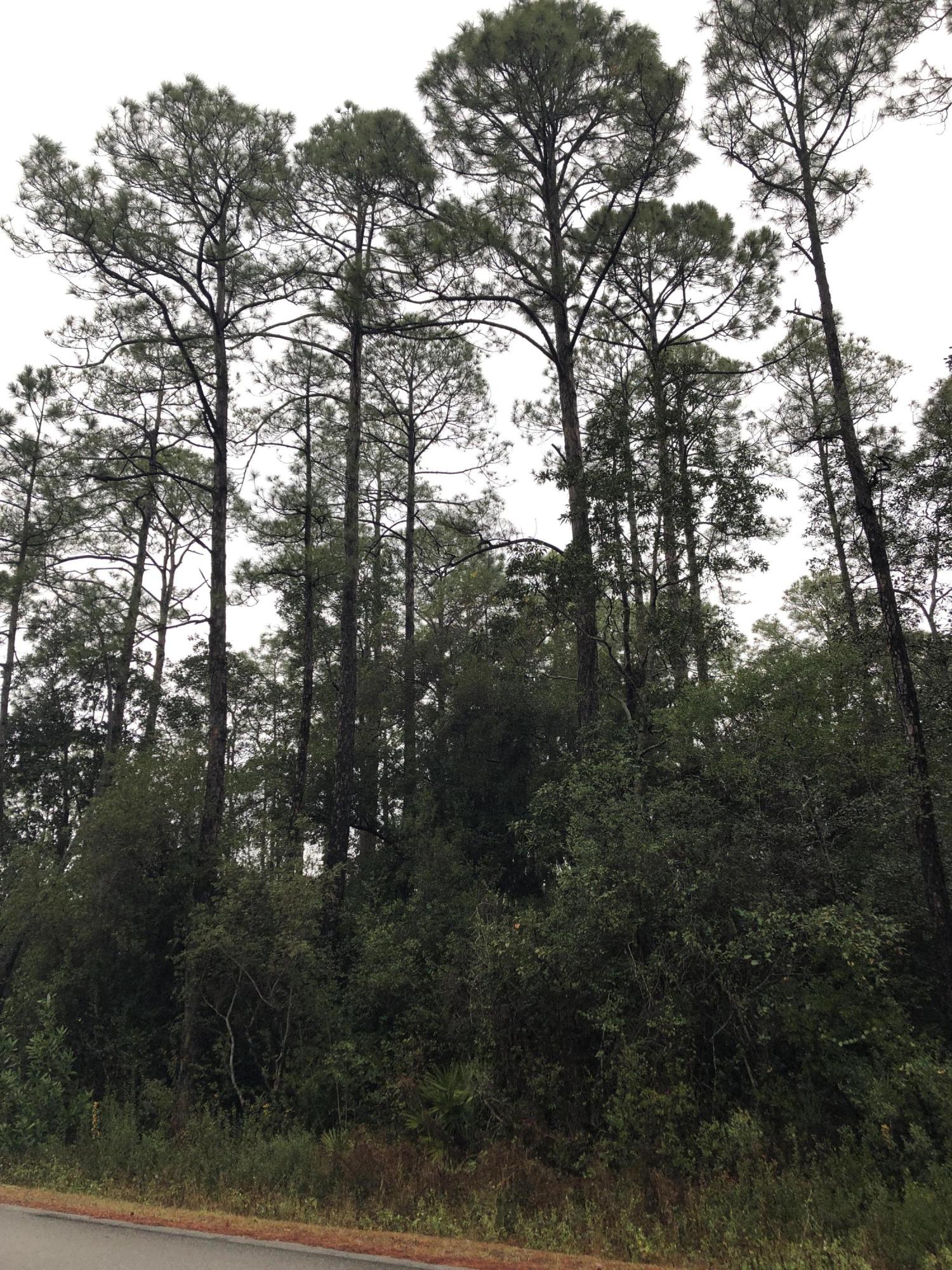 MAGNOLIA BEACH - Land