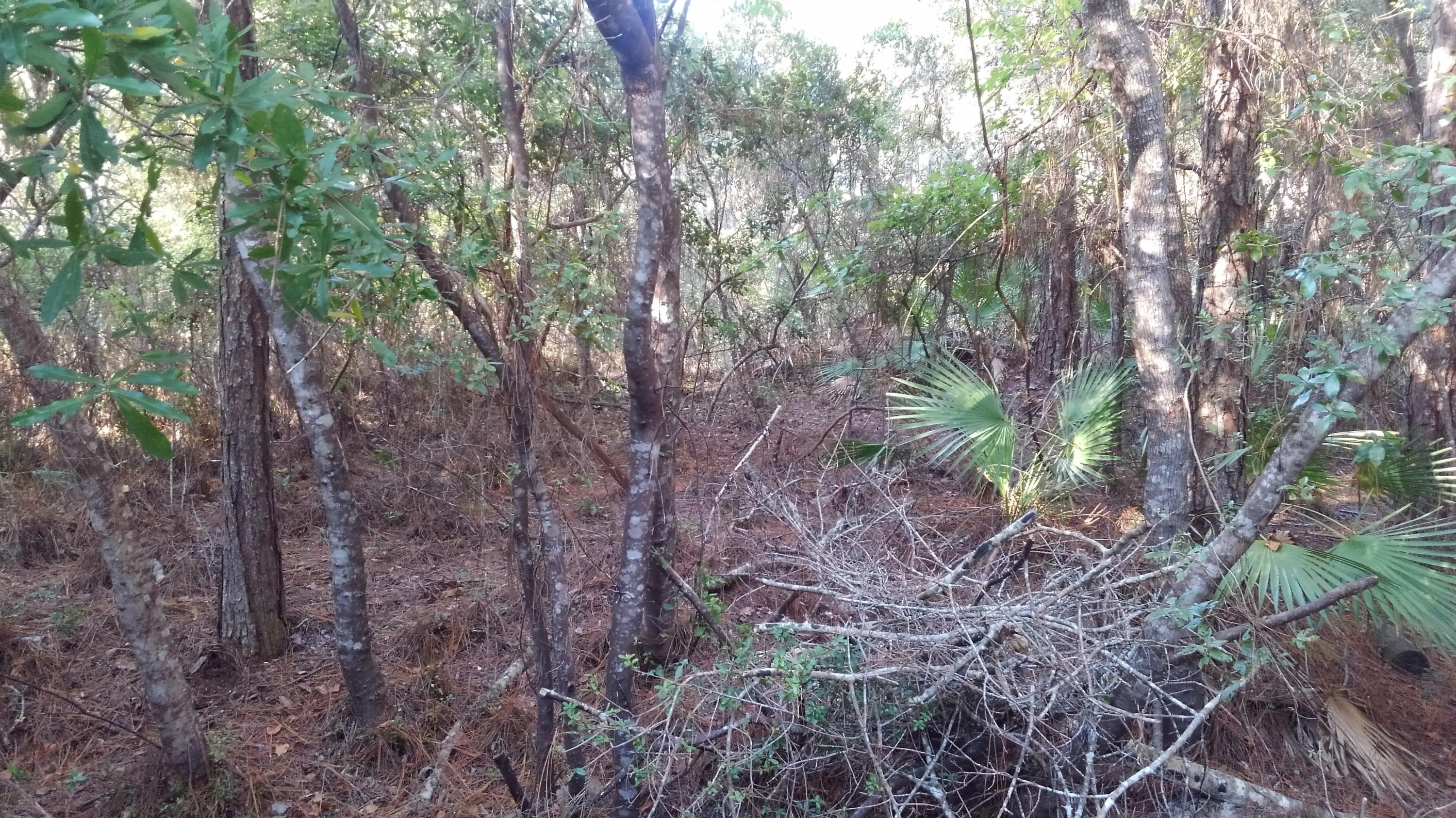 MAGNOLIA BEACH - Land