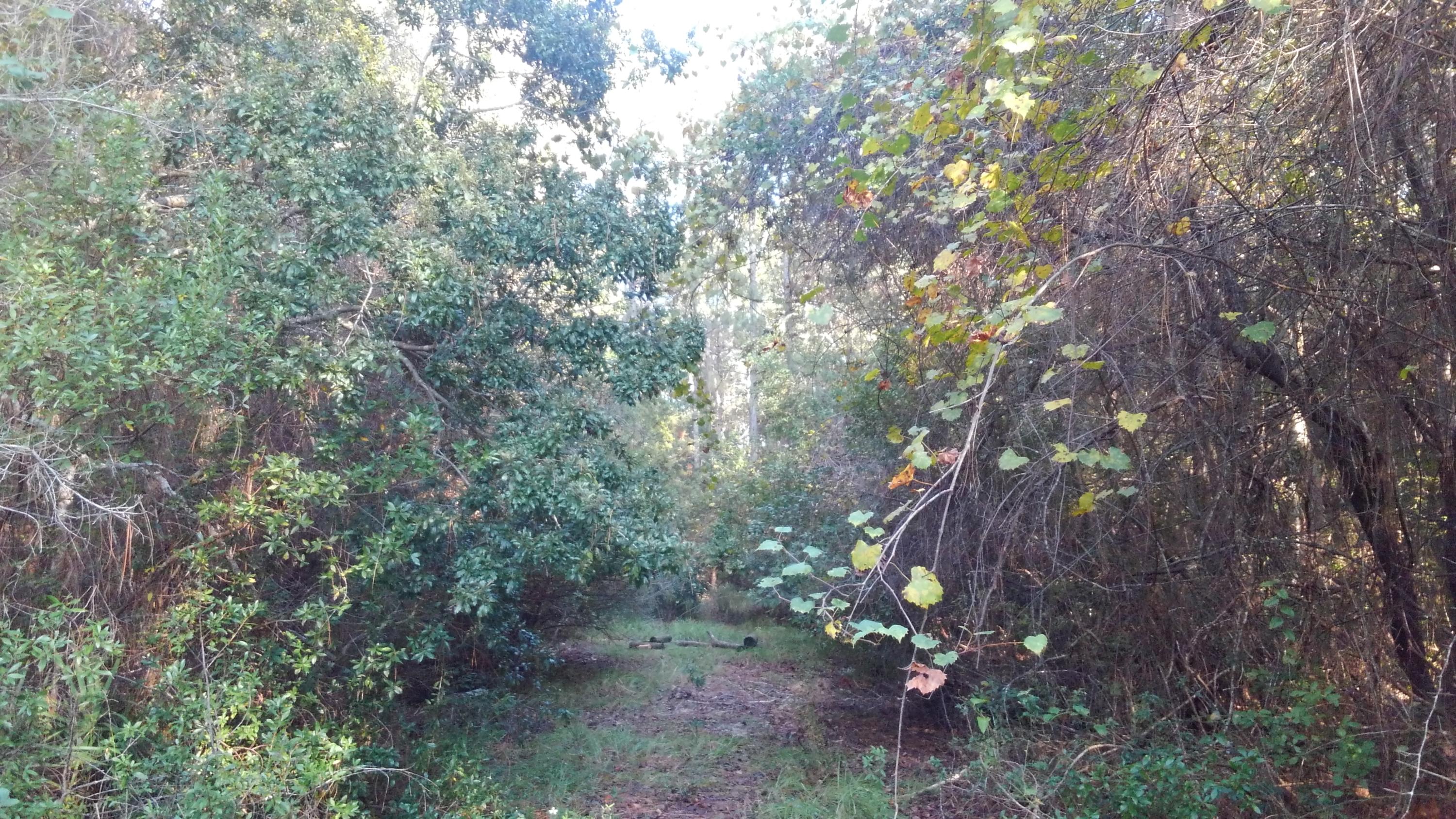 MAGNOLIA BEACH - Land