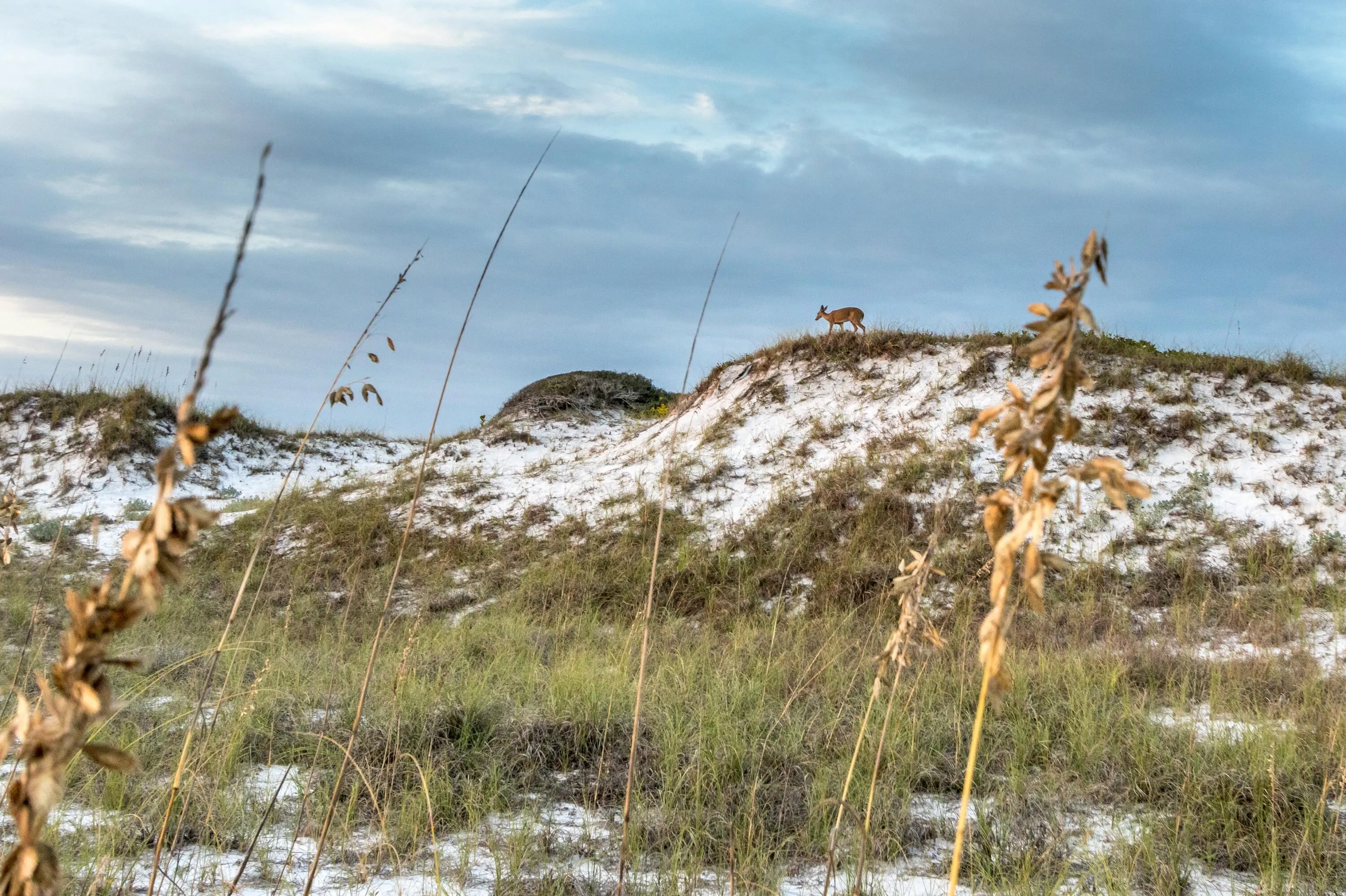 Santa Rosa Beach, Florida 32459, United States, 3 Bedrooms Bedrooms, ,4 BathroomsBathrooms,Residential,Pending,2783