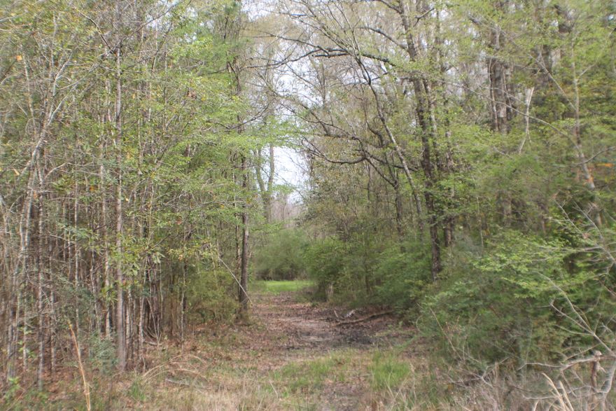 Bring the Horses and build you barn in the heart of Milligan. Location Location Location! Giant Mossy Oaks! Small stream. See attached wetlands survey ( very little wetland) . Some mossy oaks out of the flood zone, GIS shows mostly in x.2% and some in flood zone A. Potential rezone for industrial. Rail road access.
